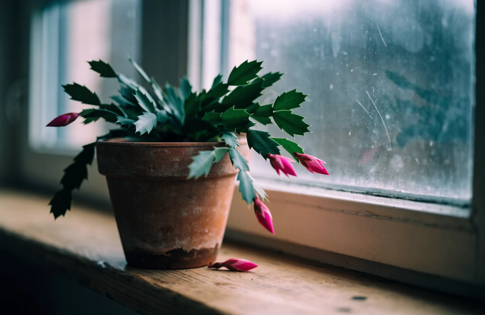 Christmas cactus with arching segmented stems and magenta-pink flower buds in a terracotta pot on a windowsill, with a dropped unopened bud lying beside the pot