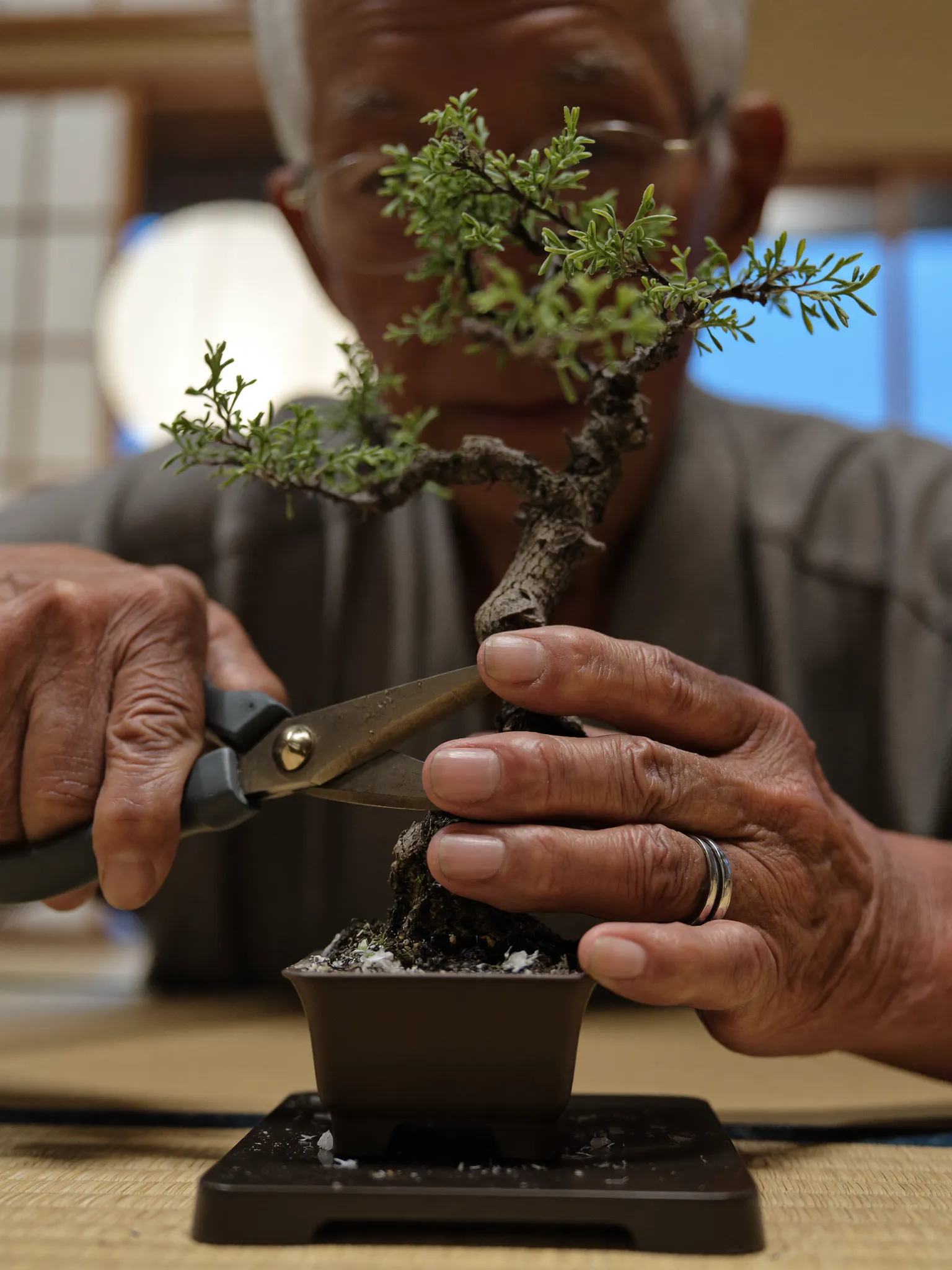 Ken pruning a bonsai pine in his Kyoto workshop