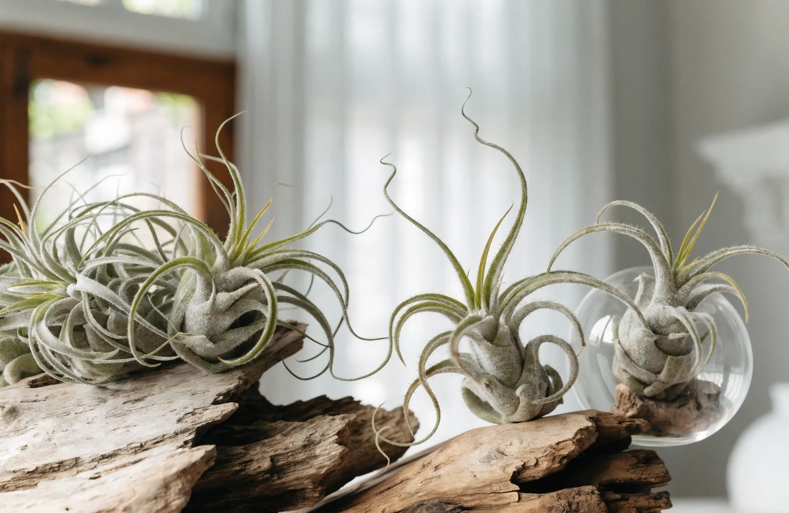 Air plants with silvery curling leaves displayed on driftwood and in a glass globe
