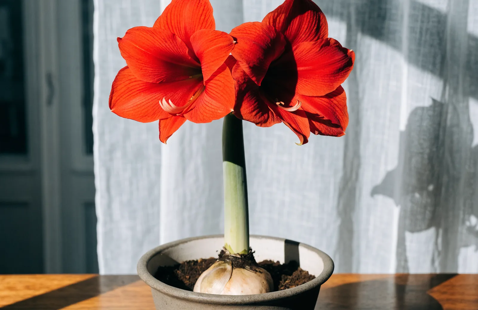Amaryllis with two large red trumpet flowers growing from a bulb in a pot