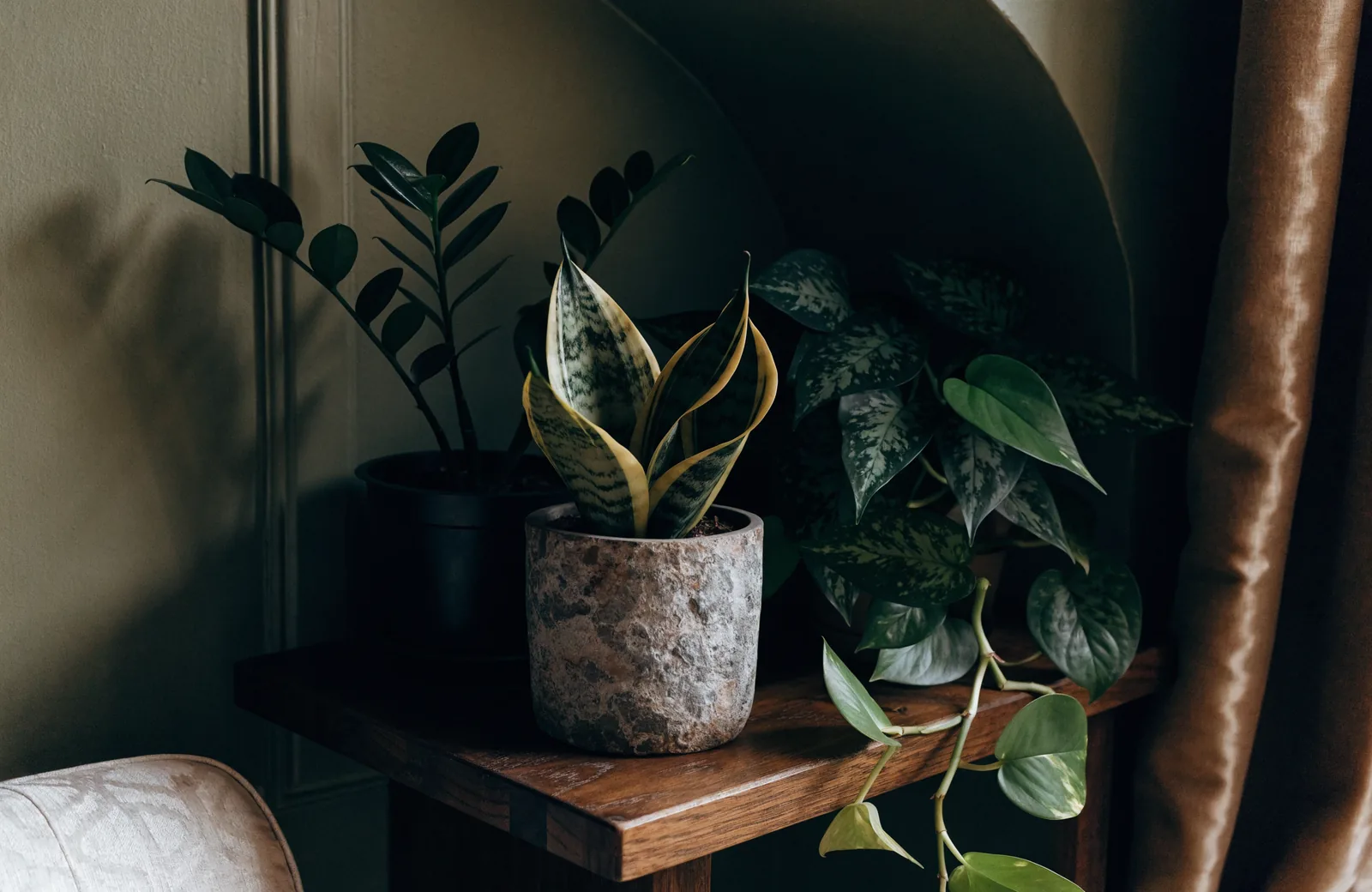 ZZ plant, snake plant and pothos on a shelf in a low-light corner