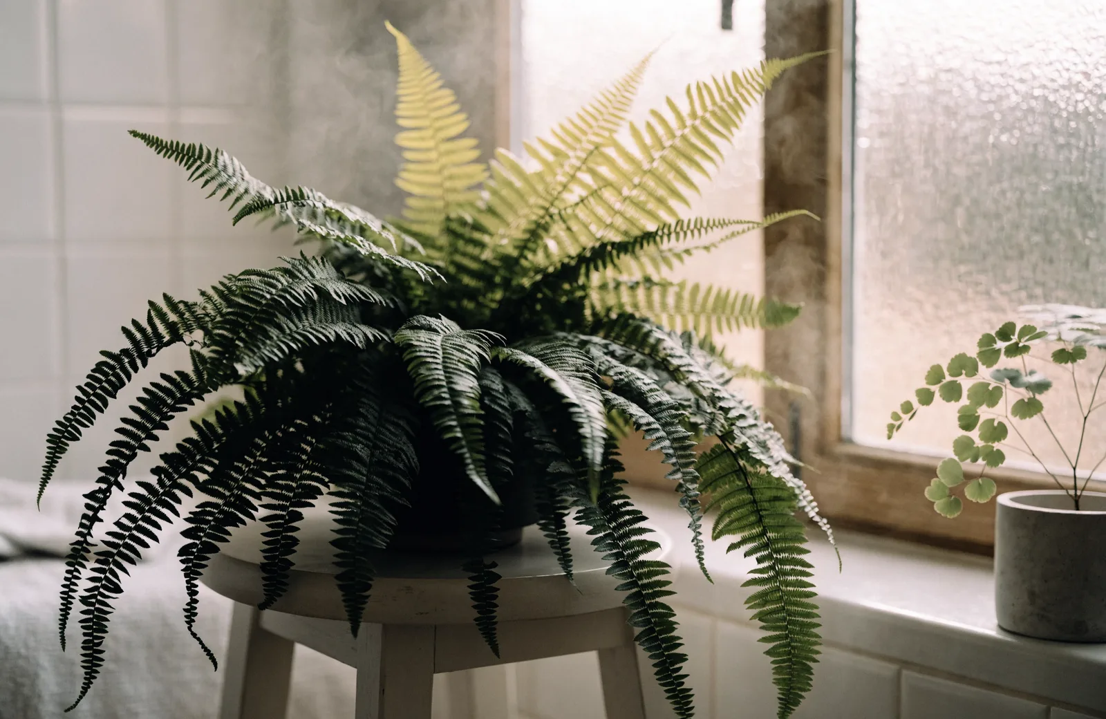 A Boston fern with arching fronds on a wooden stool beside a frosted bathroom window, with a small maidenhair fern on the sill