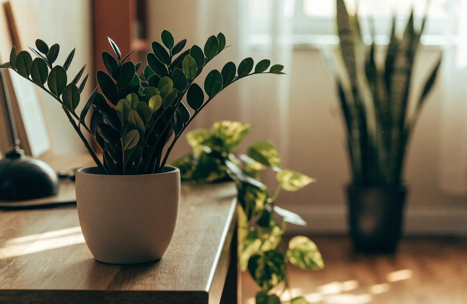 ZZ plant in a pale ceramic pot on a wooden home-office desk by a sunlit window, with a trailing golden pothos beside the desk and a tall snake plant on the floor in the soft-focus background