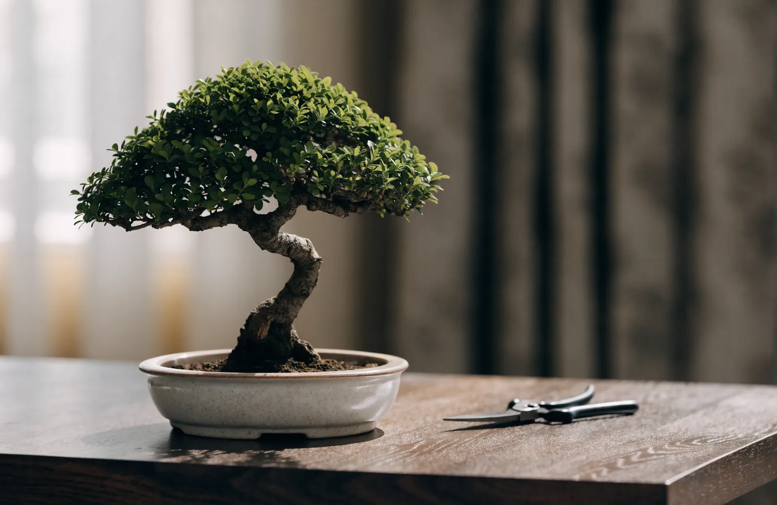 Small indoor bonsai with gnarled trunk in a shallow pot beside pruning shears