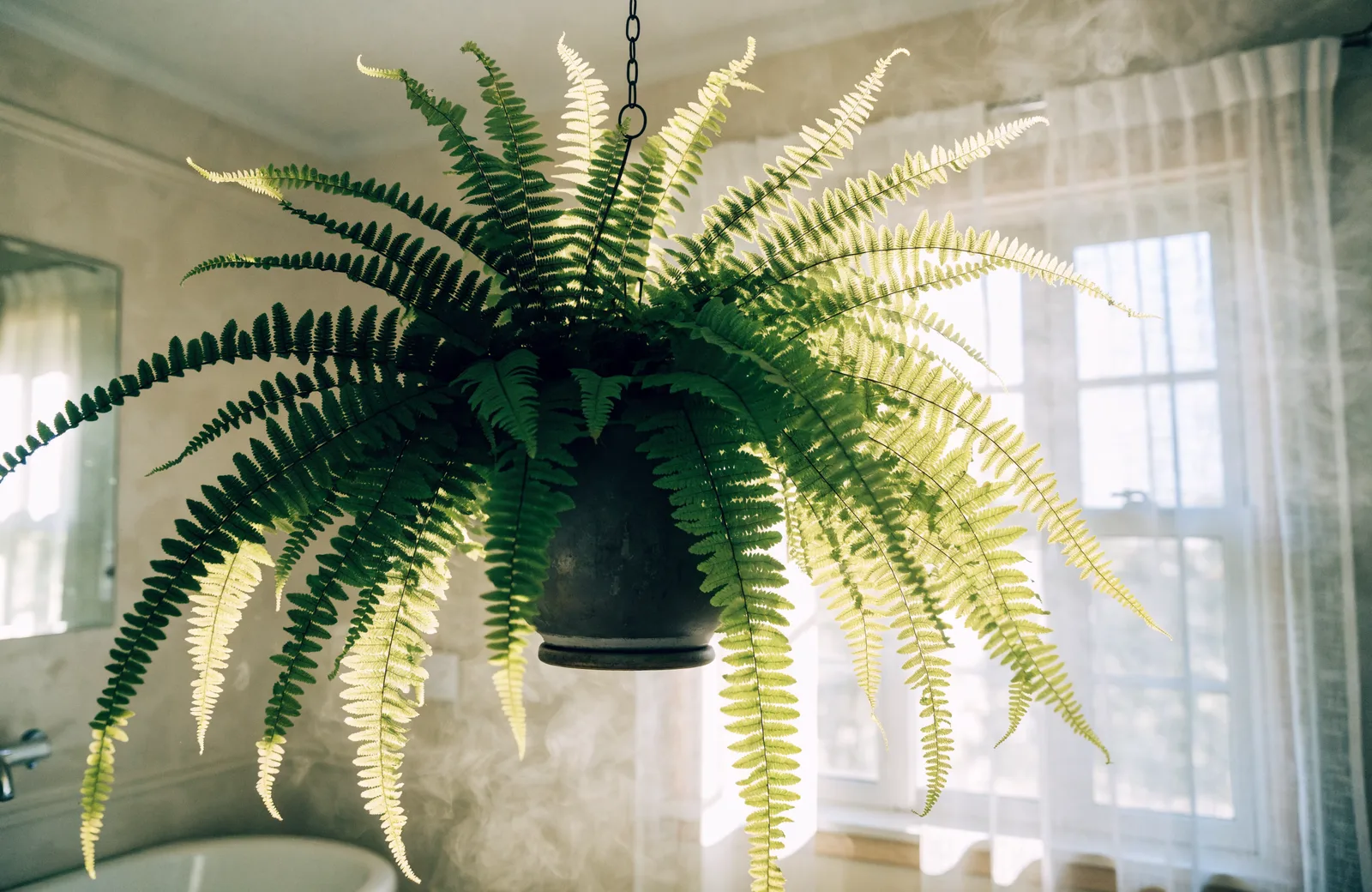 Boston fern with arching ruffled fronds hanging in a bright bathroom