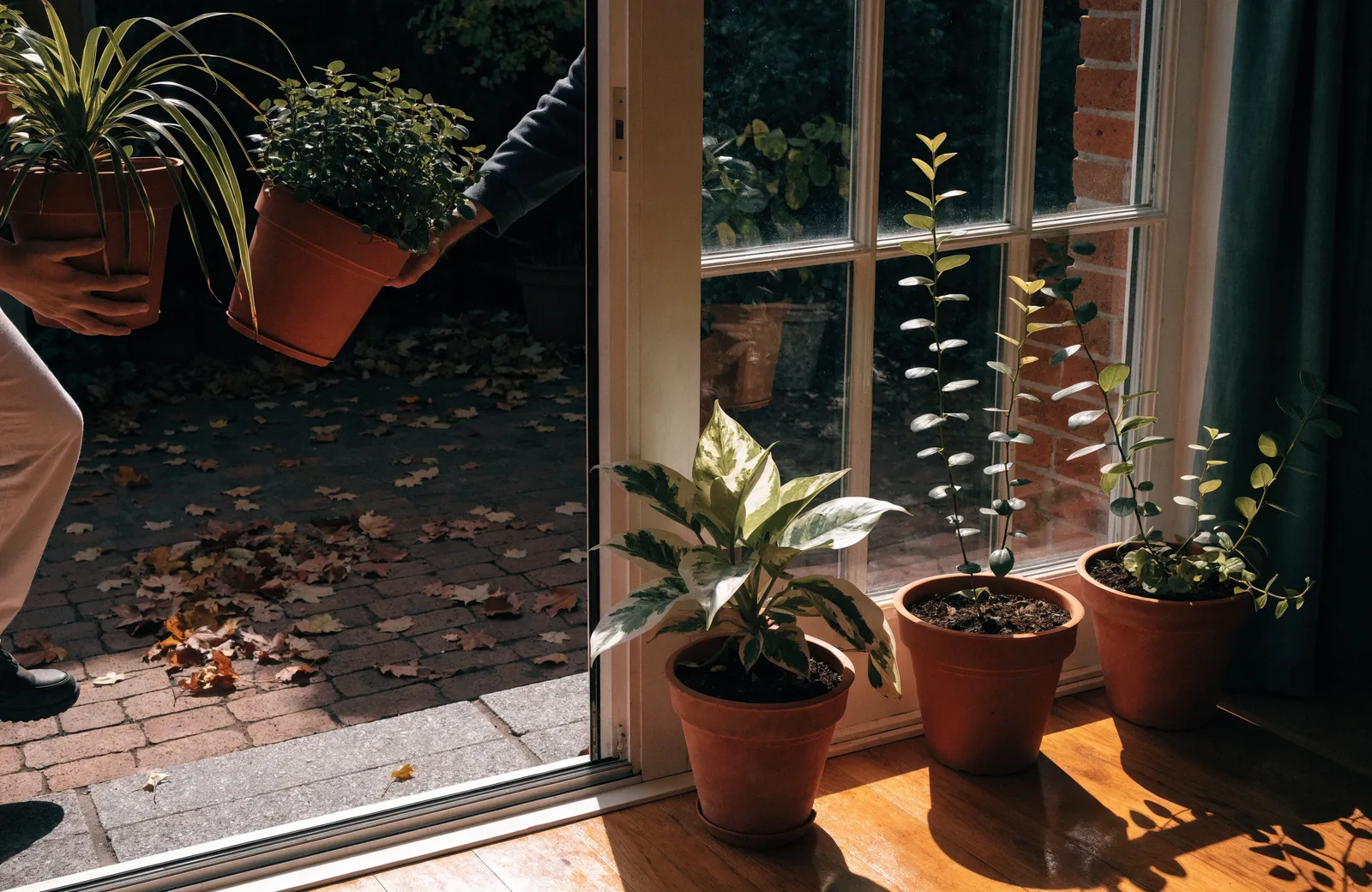Potted houseplants coming indoors from the patio in autumn