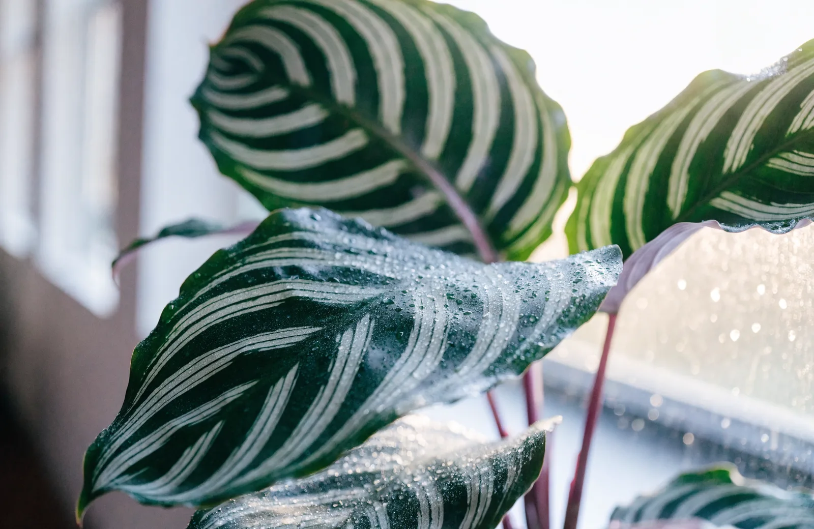 Calathea with patterned leaves and purple undersides misted with water droplets