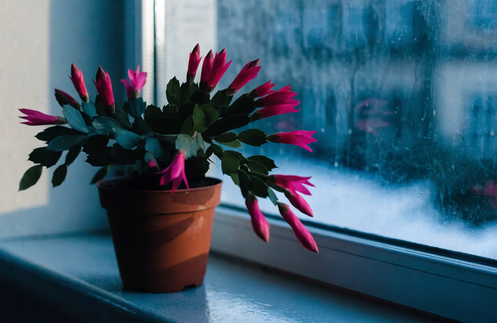 Christmas cactus with segmented stems covered in pink flowers on a cool windowsill