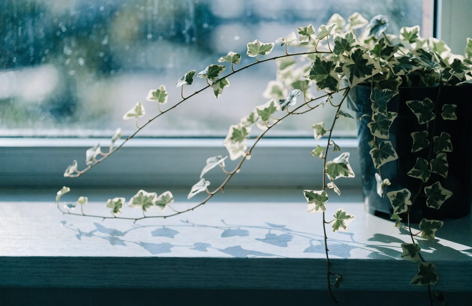 Variegated English ivy trailing from a pot on a cool bright windowsill