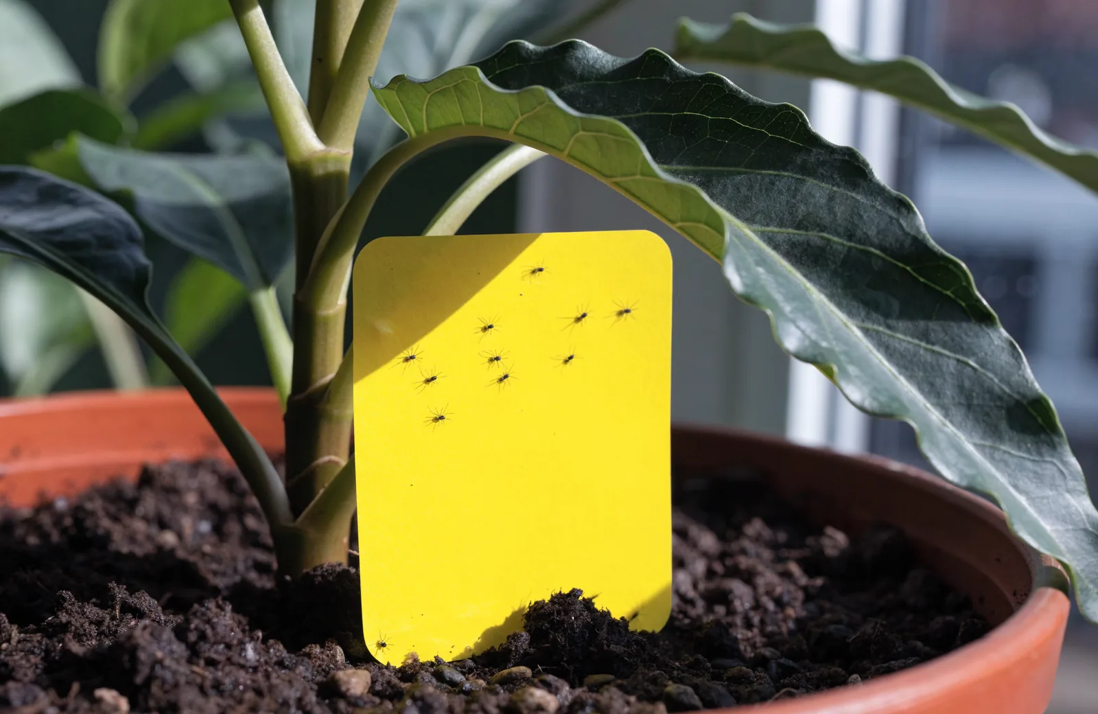 Yellow sticky trap in houseplant soil catching fungus gnats