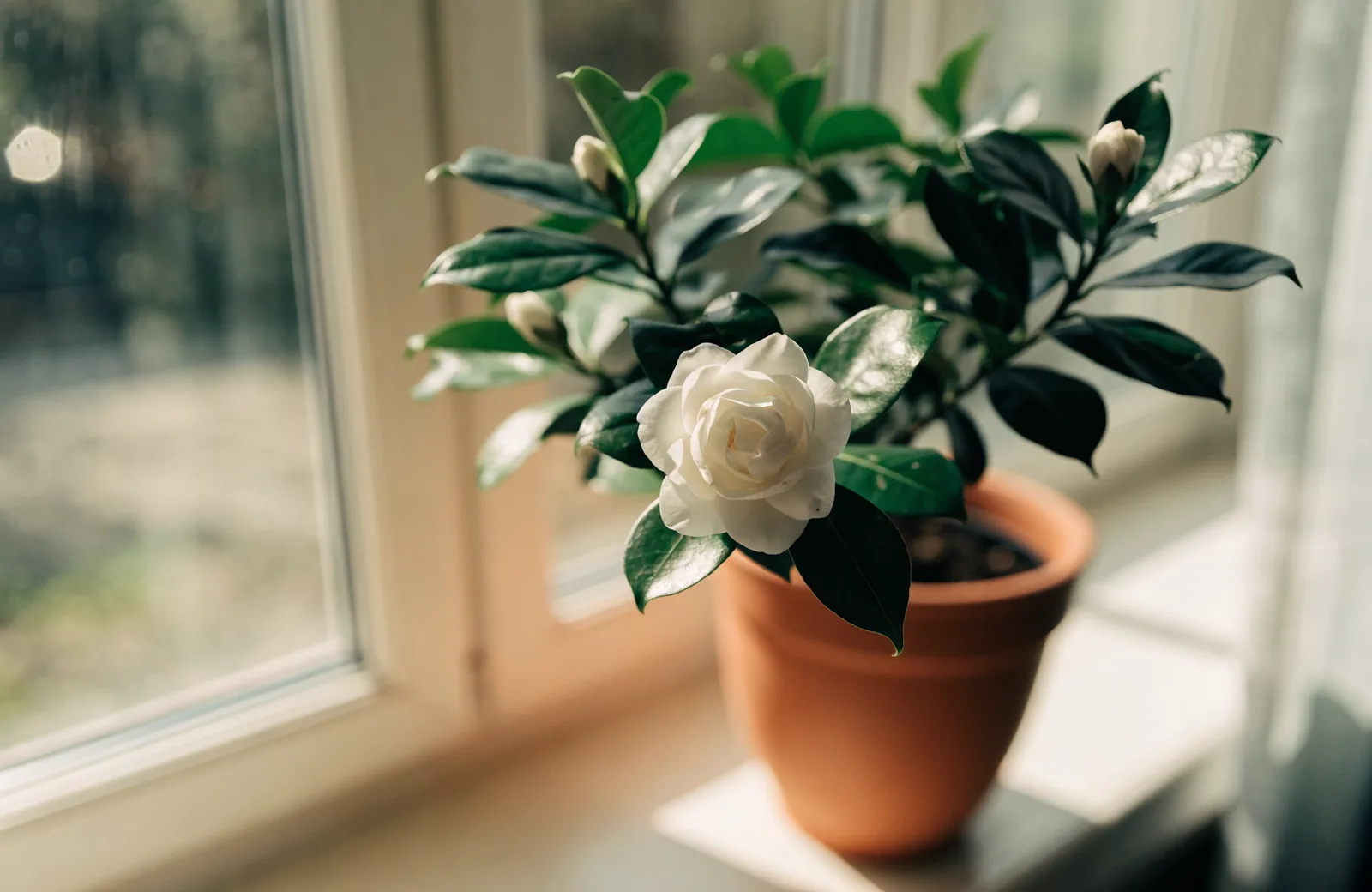 Gardenia with glossy green leaves and a creamy-white double flower in a terracotta pot on a windowsill