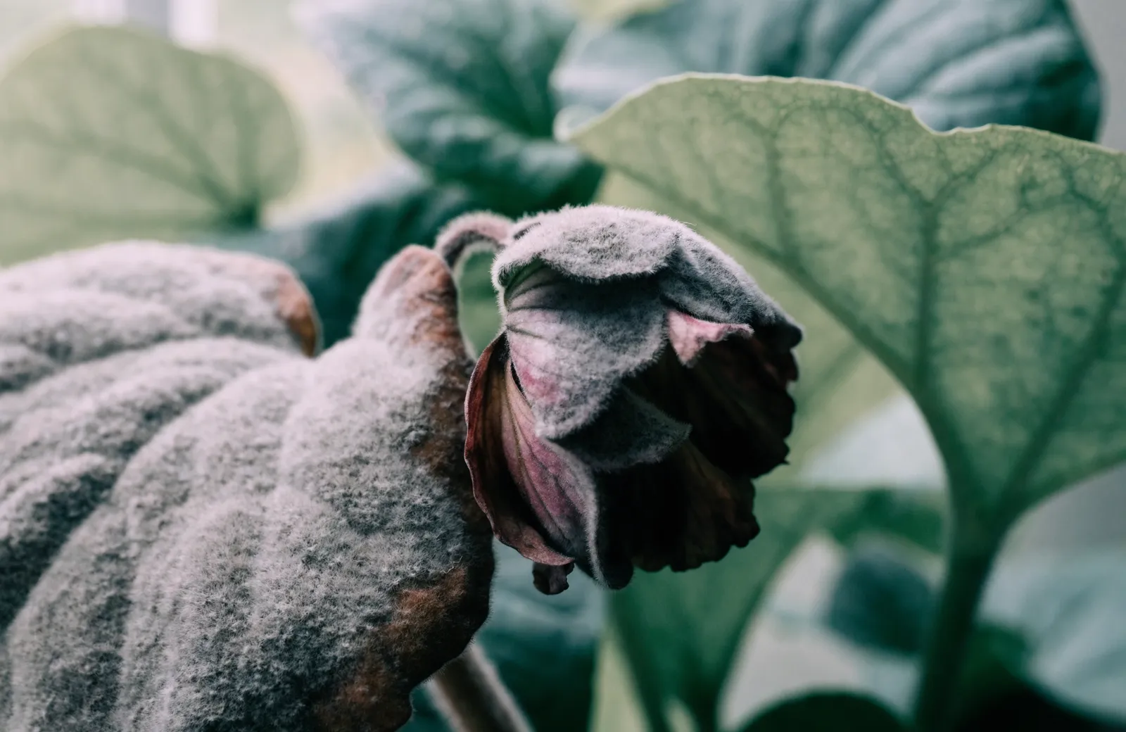 Close-up of a wilting, rotting flower and leaf coated in dense grey to grey-brown fuzzy botrytis mould, with brown decayed patches and healthy green leaves behind