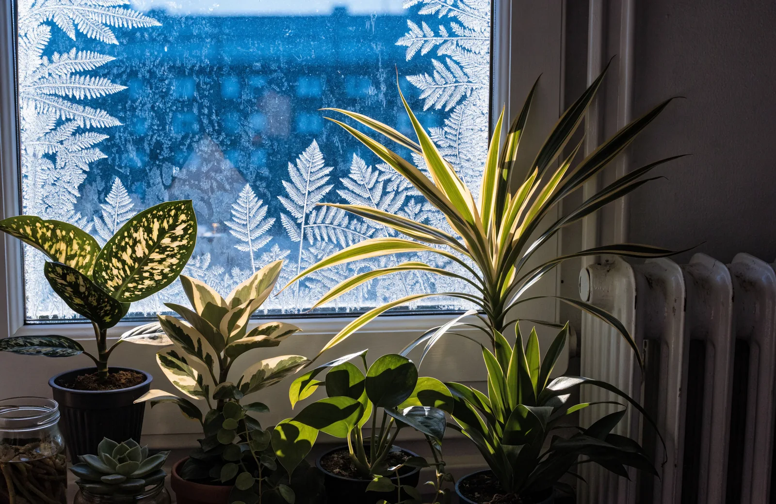 Houseplants gathered near a bright window with winter frost outside