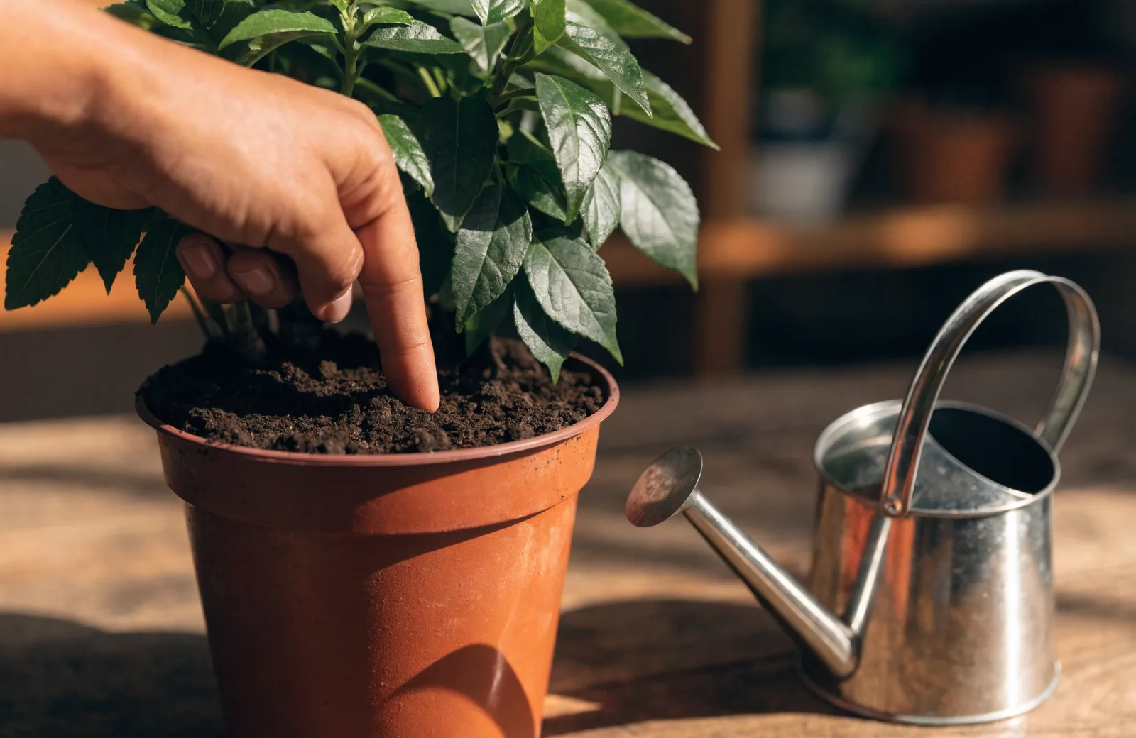 Finger testing soil moisture in a potted plant before watering