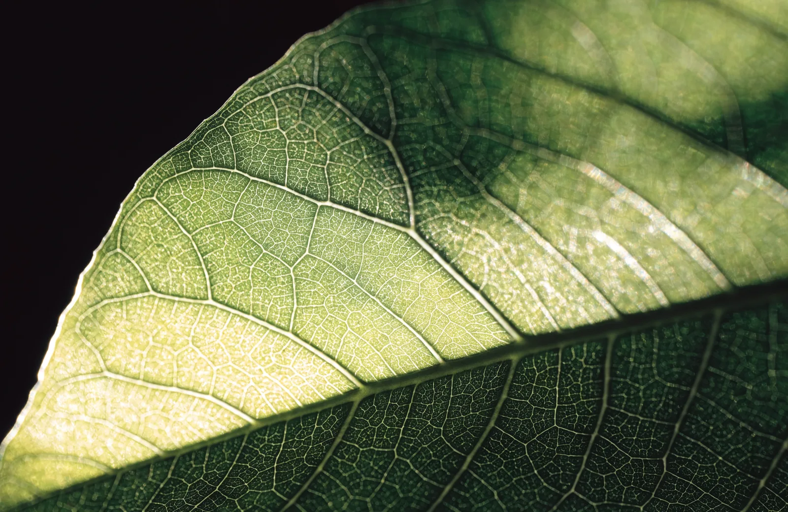 Sunlight glowing through a translucent green leaf showing its veins