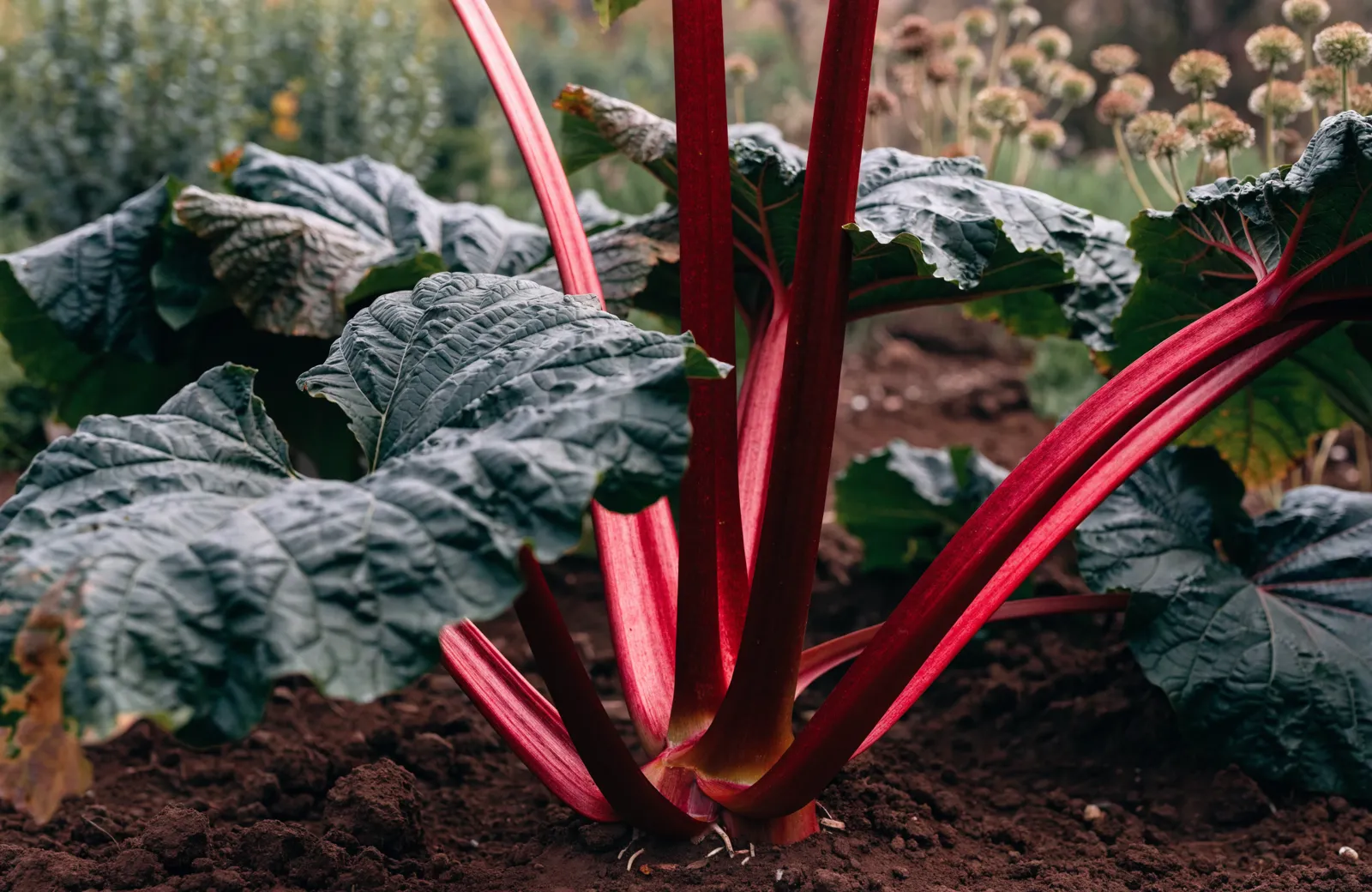 Rhubarb plant with tall crimson-red stalks and large crinkled dark green leaves growing from dark bare soil in a garden bed