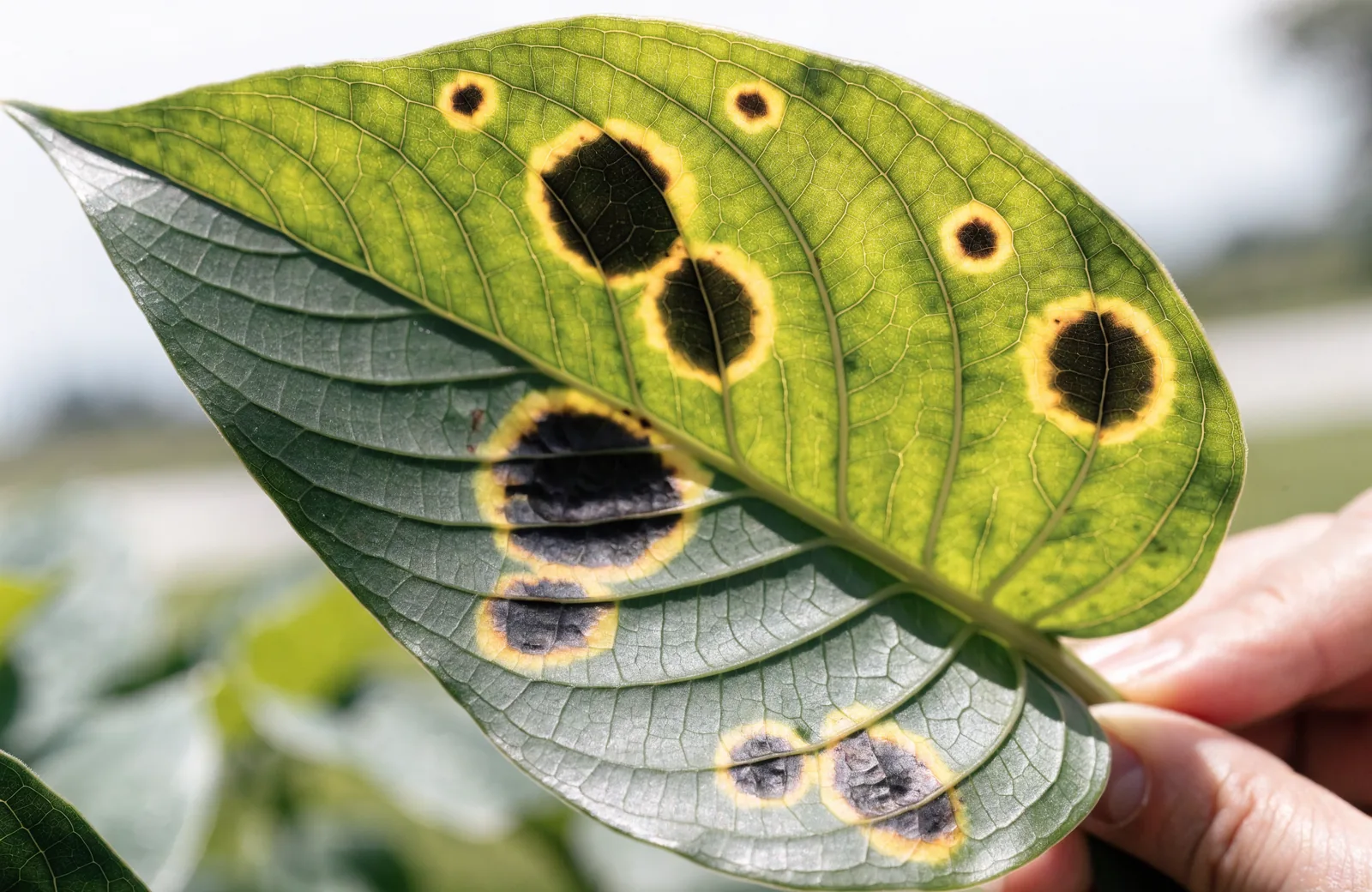 Leaf with dark fungal spots ringed by yellow halos held up for inspection