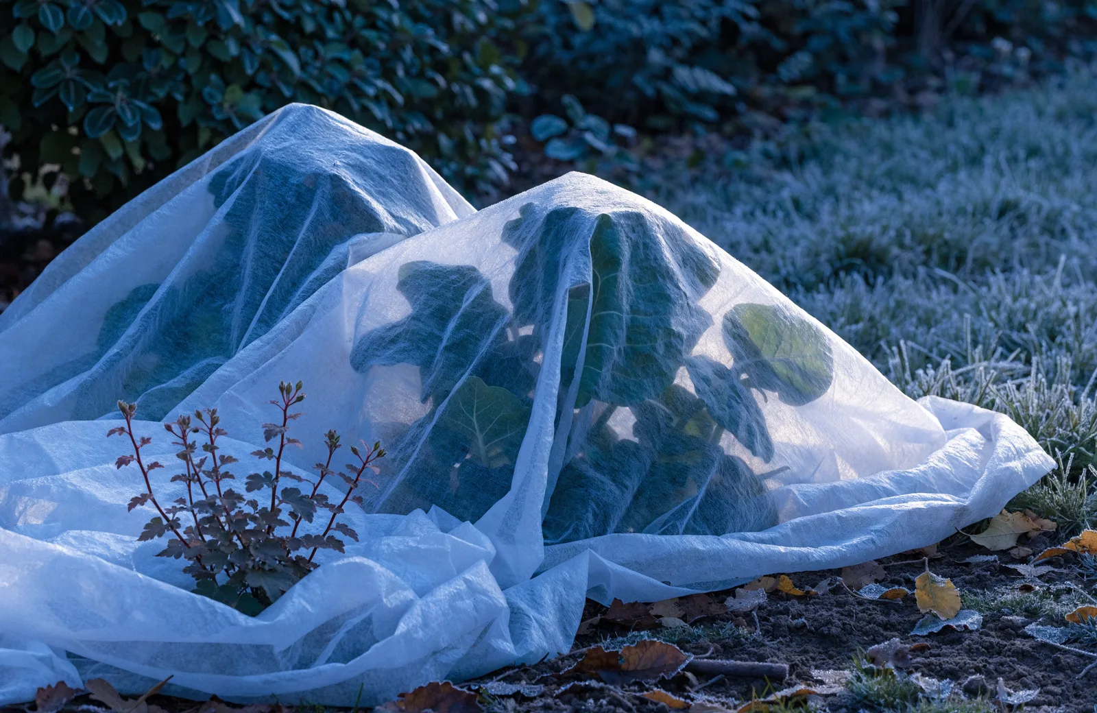 Garden plants wrapped in horticultural fleece on a frosty morning