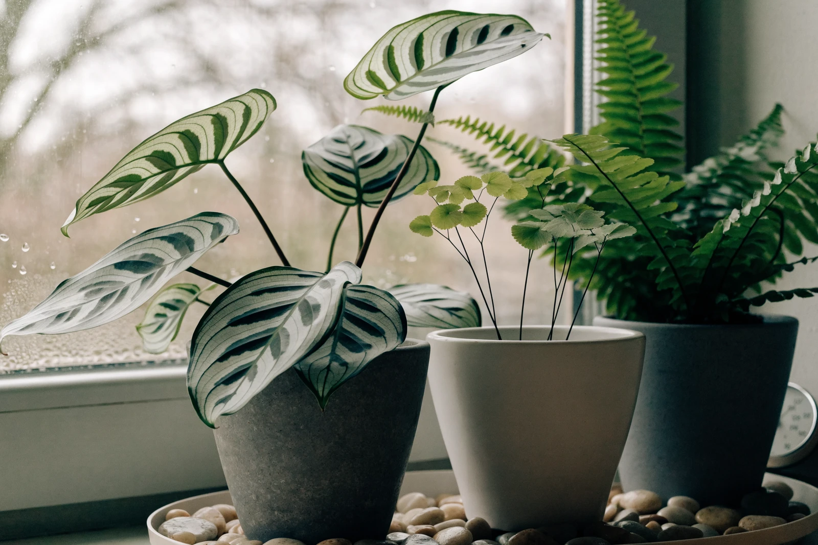 Calathea with silver-green patterned leaves, a maidenhair fern and a Boston fern grouped in ceramic pots on a pebble-filled tray beside a condensation-covered winter window, with a small analog hygrometer partly visible behind the pots
