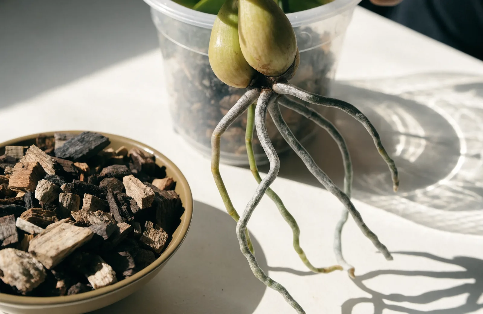 Orchid with exposed roots being repotted into bark mix