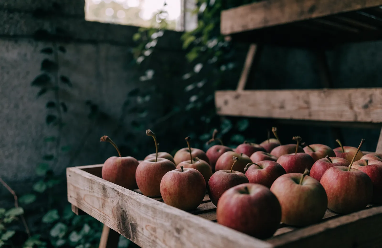 Red apples with stalks attached laid out on a slatted wooden storage tray in a dim, ivy-edged garden shed