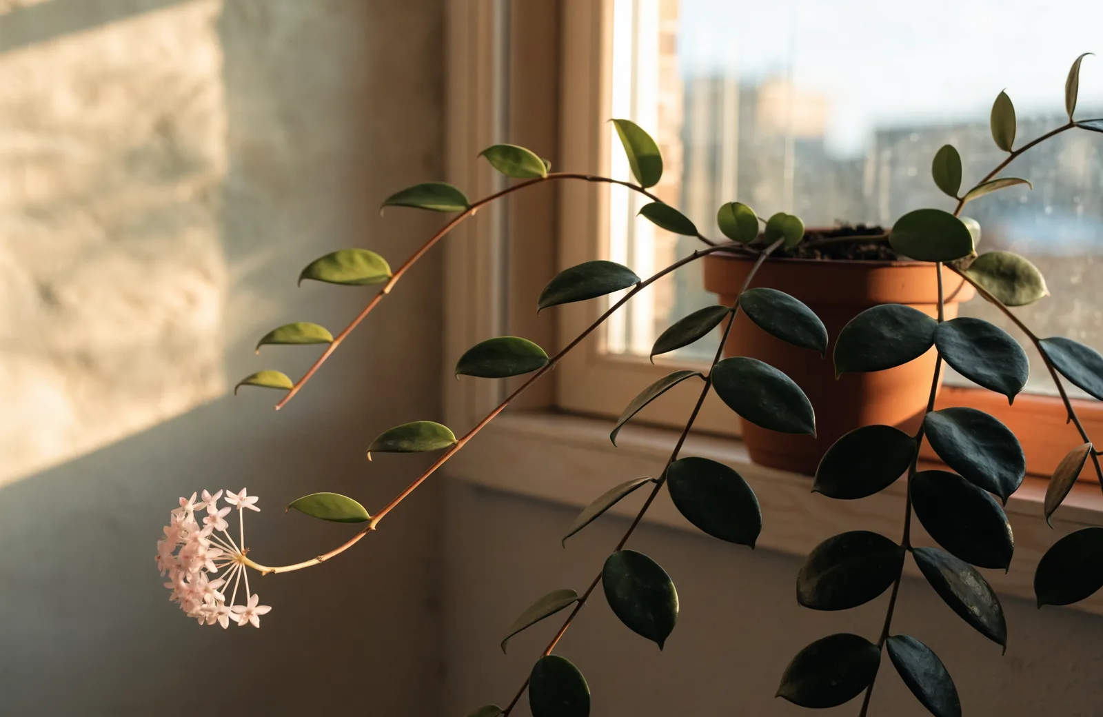Hoya with waxy leaves and a cluster of star-shaped pink flowers