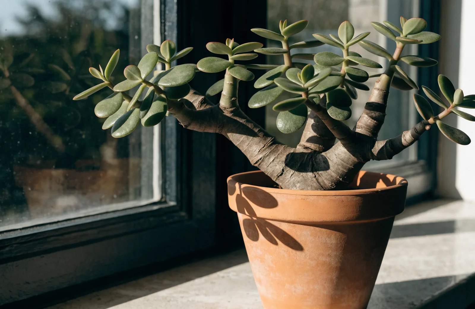 Mature jade plant with thick trunk and plump leaves on a sunny windowsill