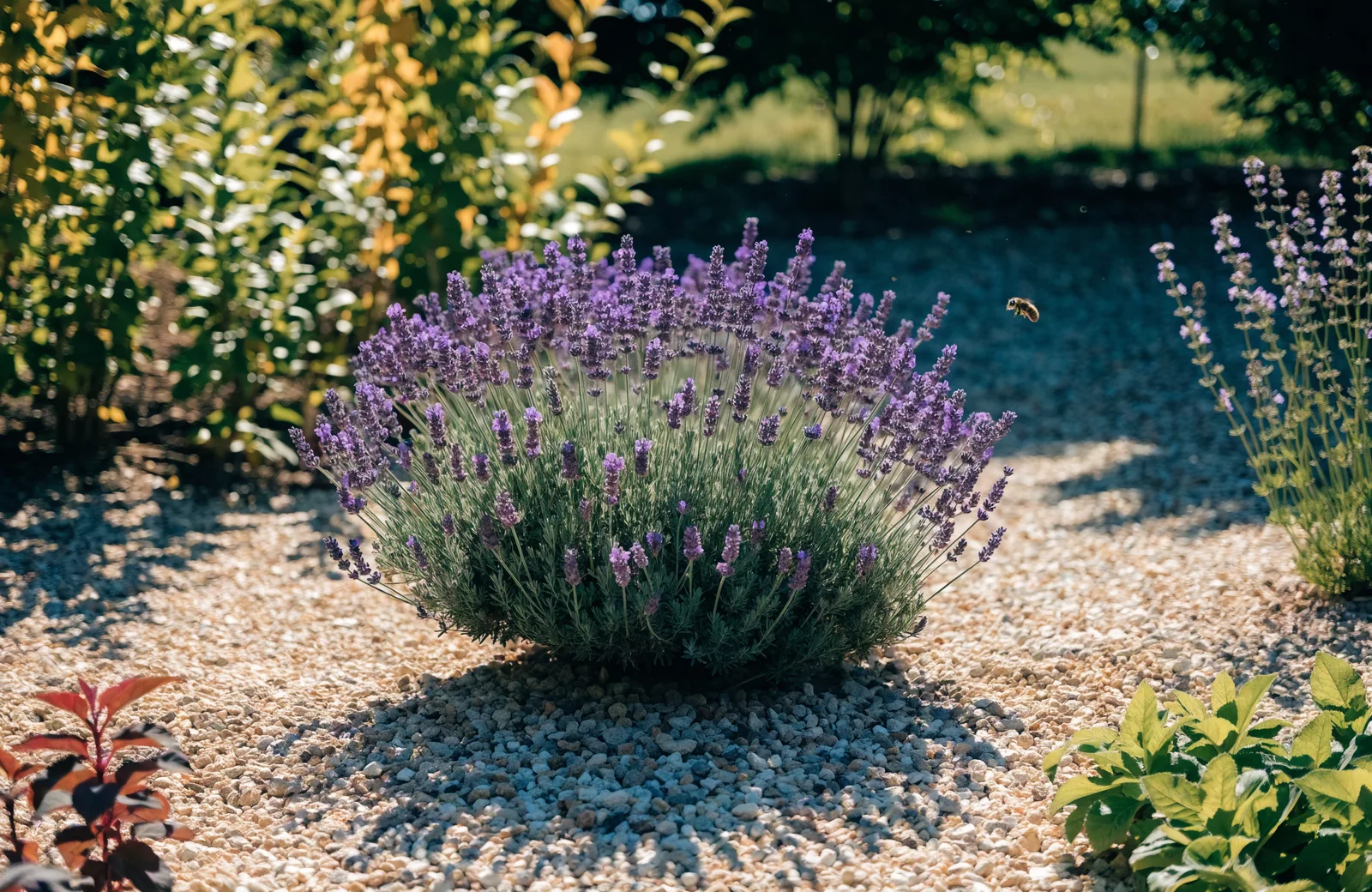 Lavender bush in full purple bloom in a sunny gravel-mulched border