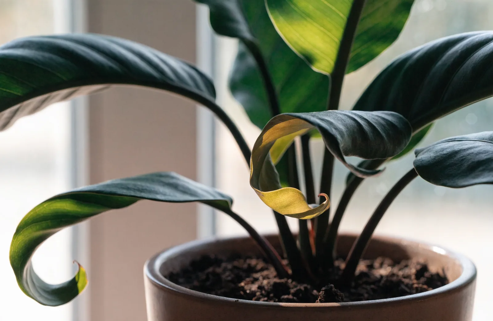 Tropical houseplant leaves curling inward at the edges