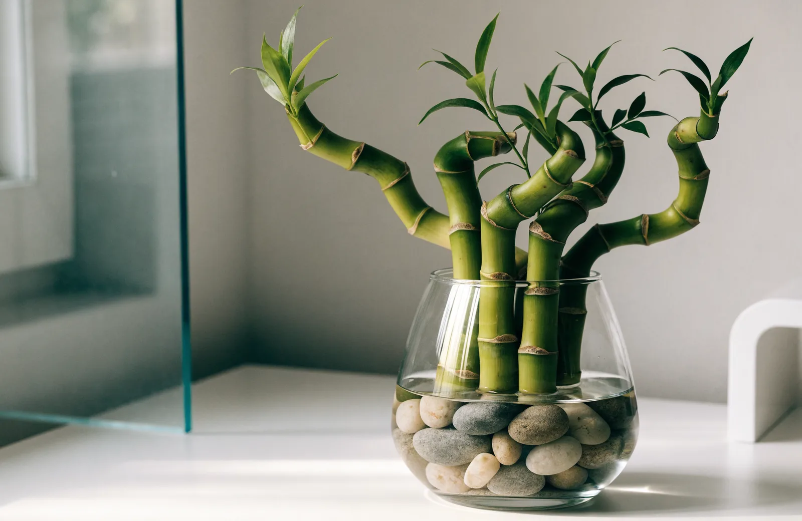 Lucky bamboo stalks in a glass vase with pebbles and water