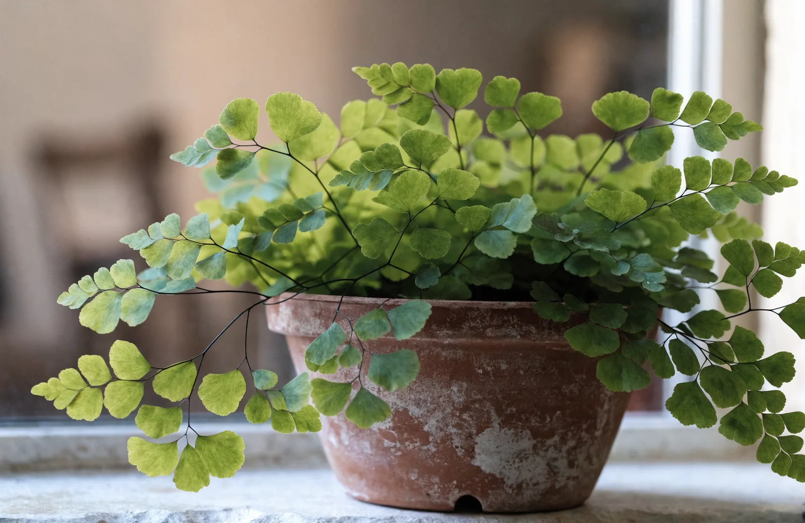 Delta maidenhair fern with delicate fan-shaped leaflets on wiry black stems, in a weathered terracotta pot on a bright windowsill