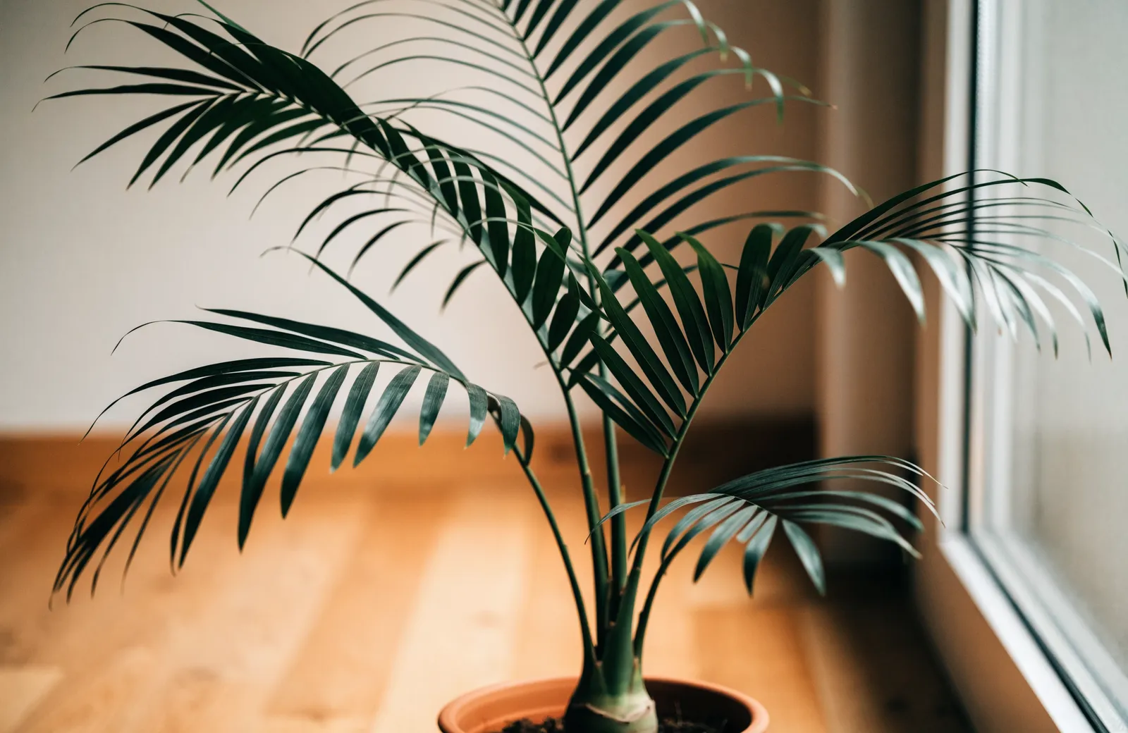 Potted majesty palm with long arching feathered fronds beside a bright window