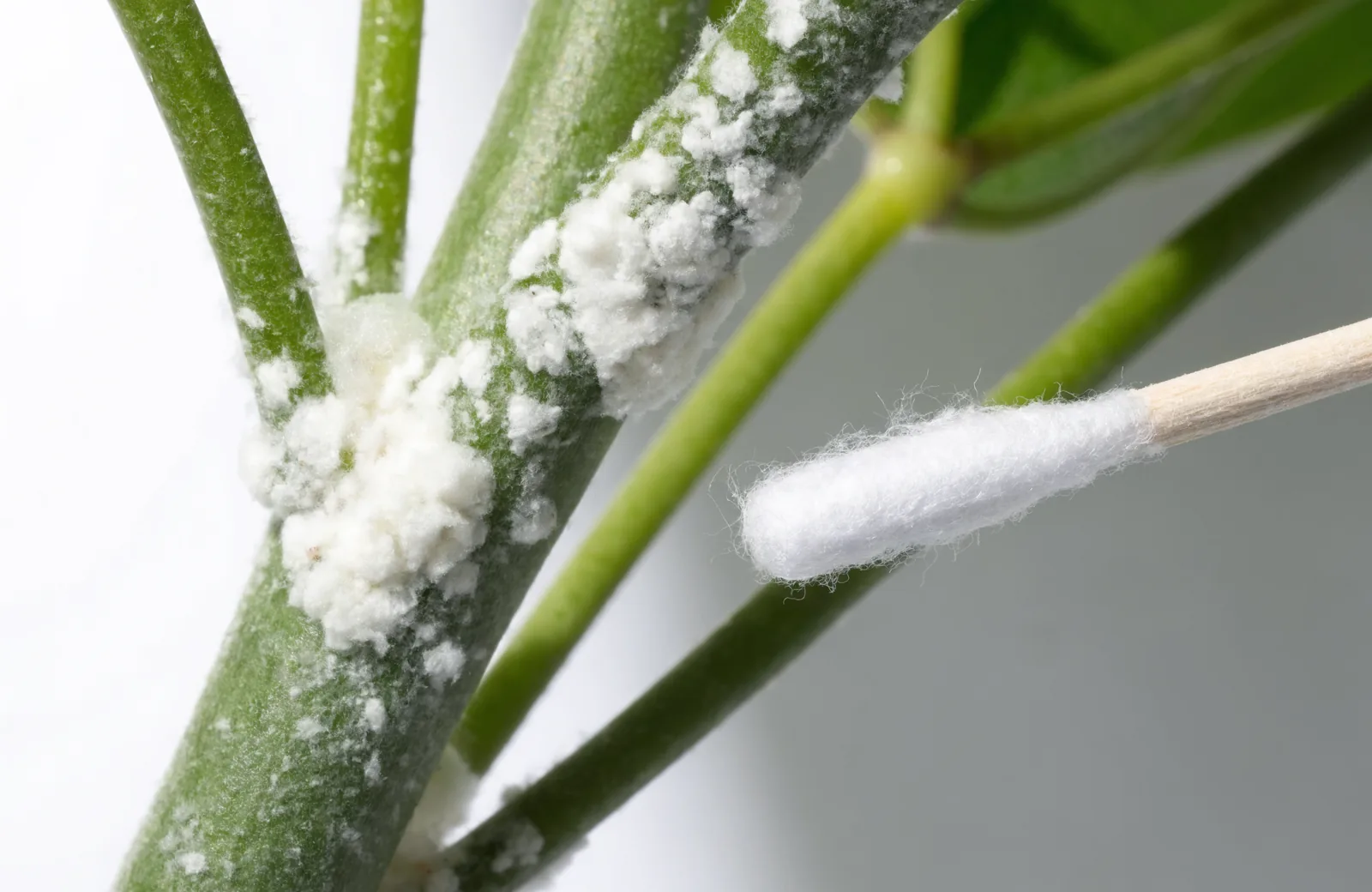 White cottony mealybugs clustered on a houseplant stem