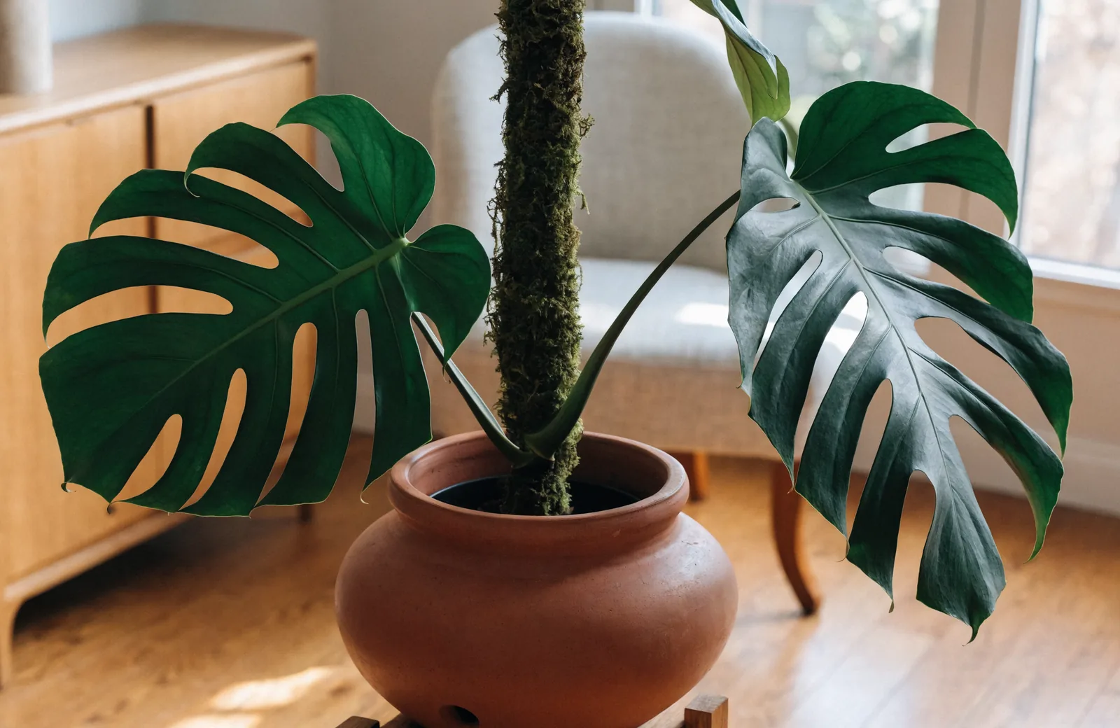 Monstera deliciosa with split leaves climbing a moss pole in bright indirect light