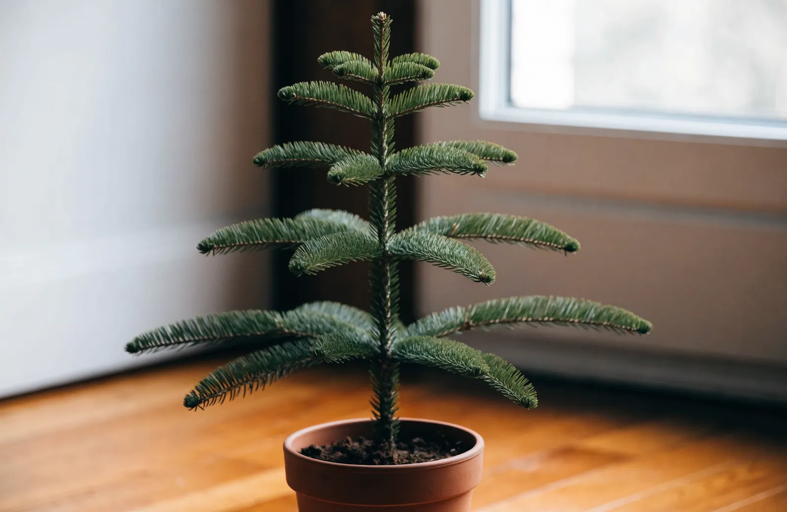 A young Norfolk Island pine in a terracotta pot beside a bright window, its tiered branches lined with soft green needles.