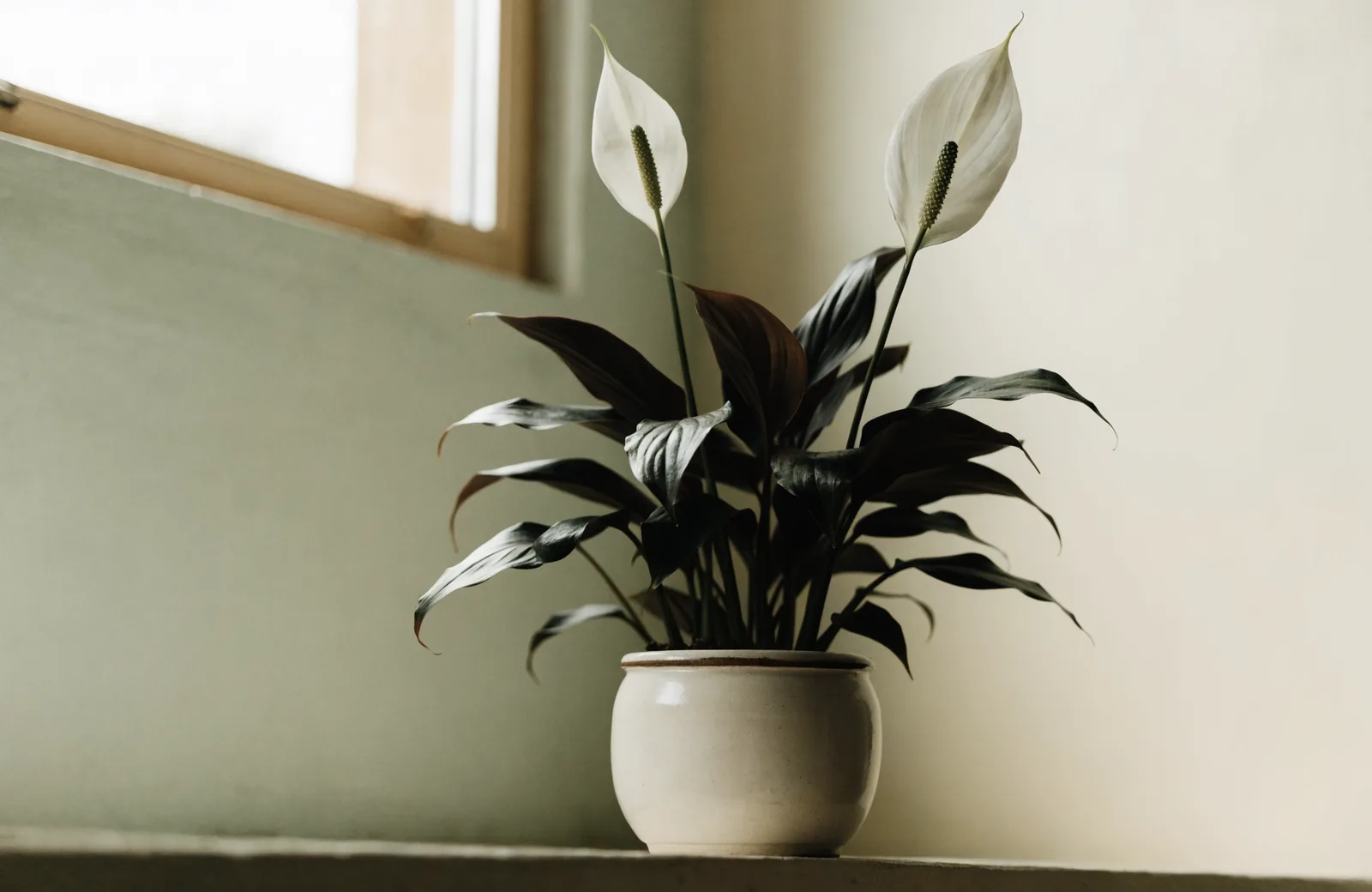 Peace lily with glossy leaves and two white spathes near a north window