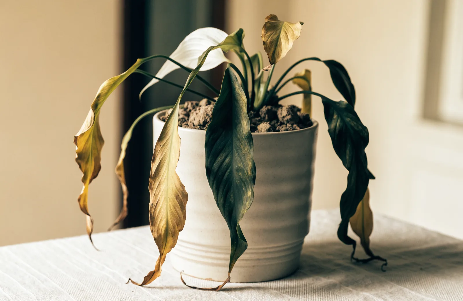 Peace lily with drooping leaves in a pot by a window