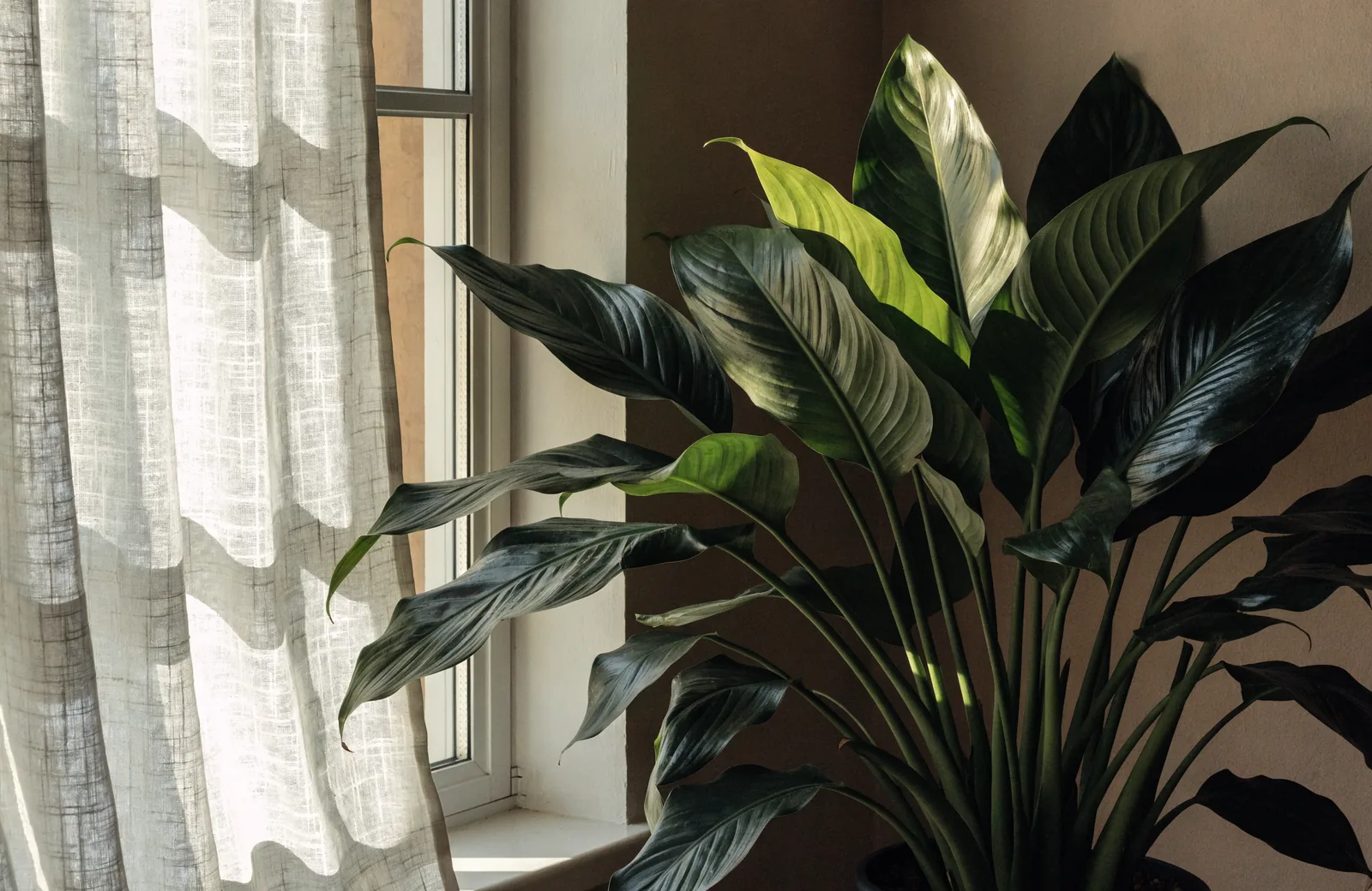 Healthy green peace lily without blooms near a bright window