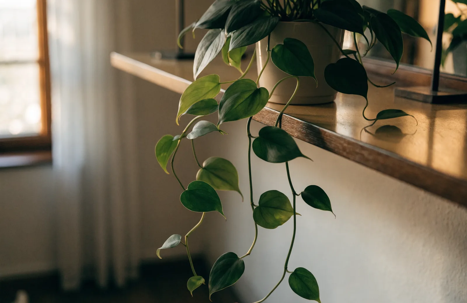 Heartleaf philodendron trailing from a pot on a high shelf