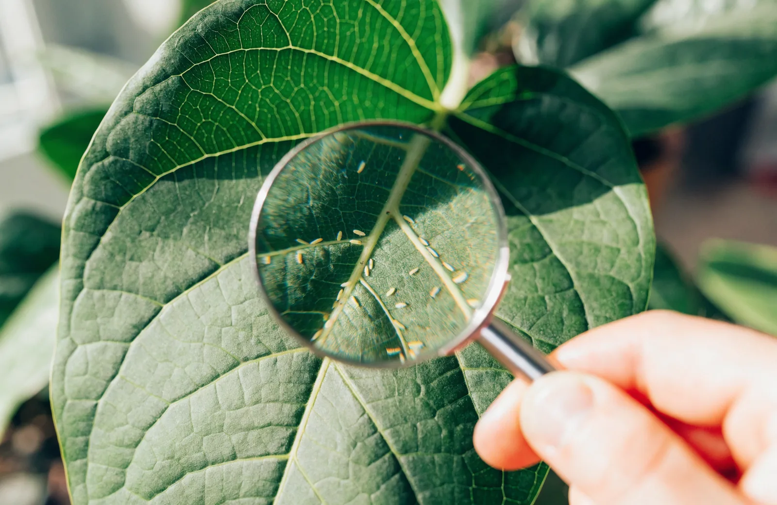 Magnifying glass revealing tiny insects on the underside of a leaf