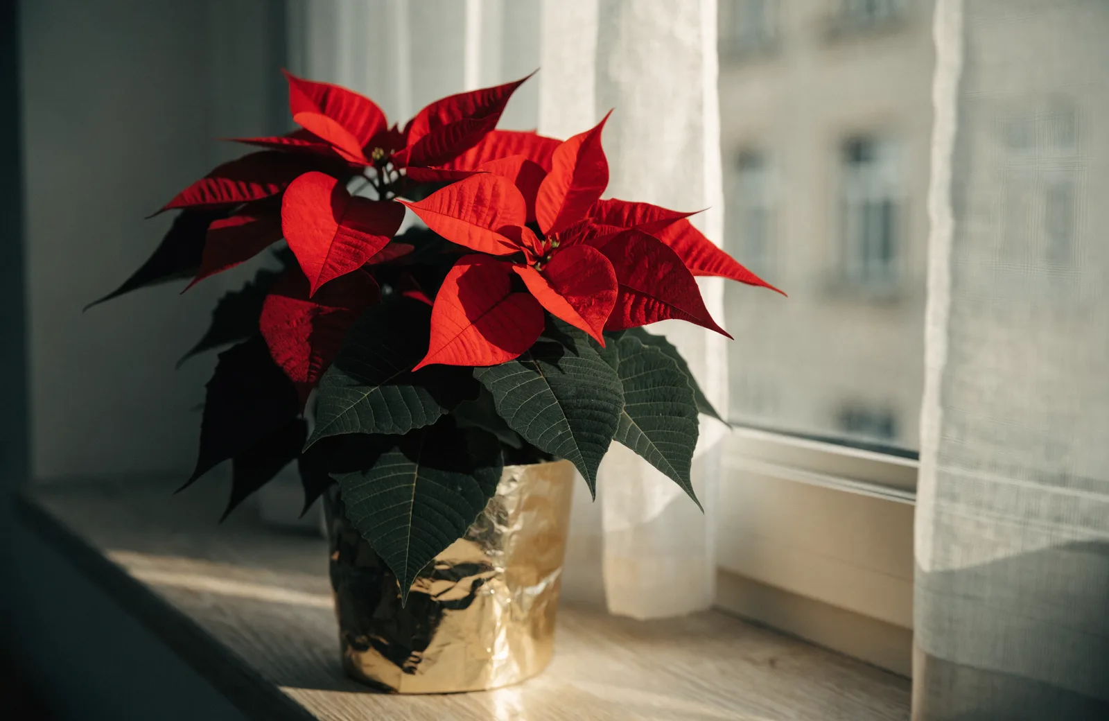 Red poinsettia with scarlet bracts on a windowsill in winter light
