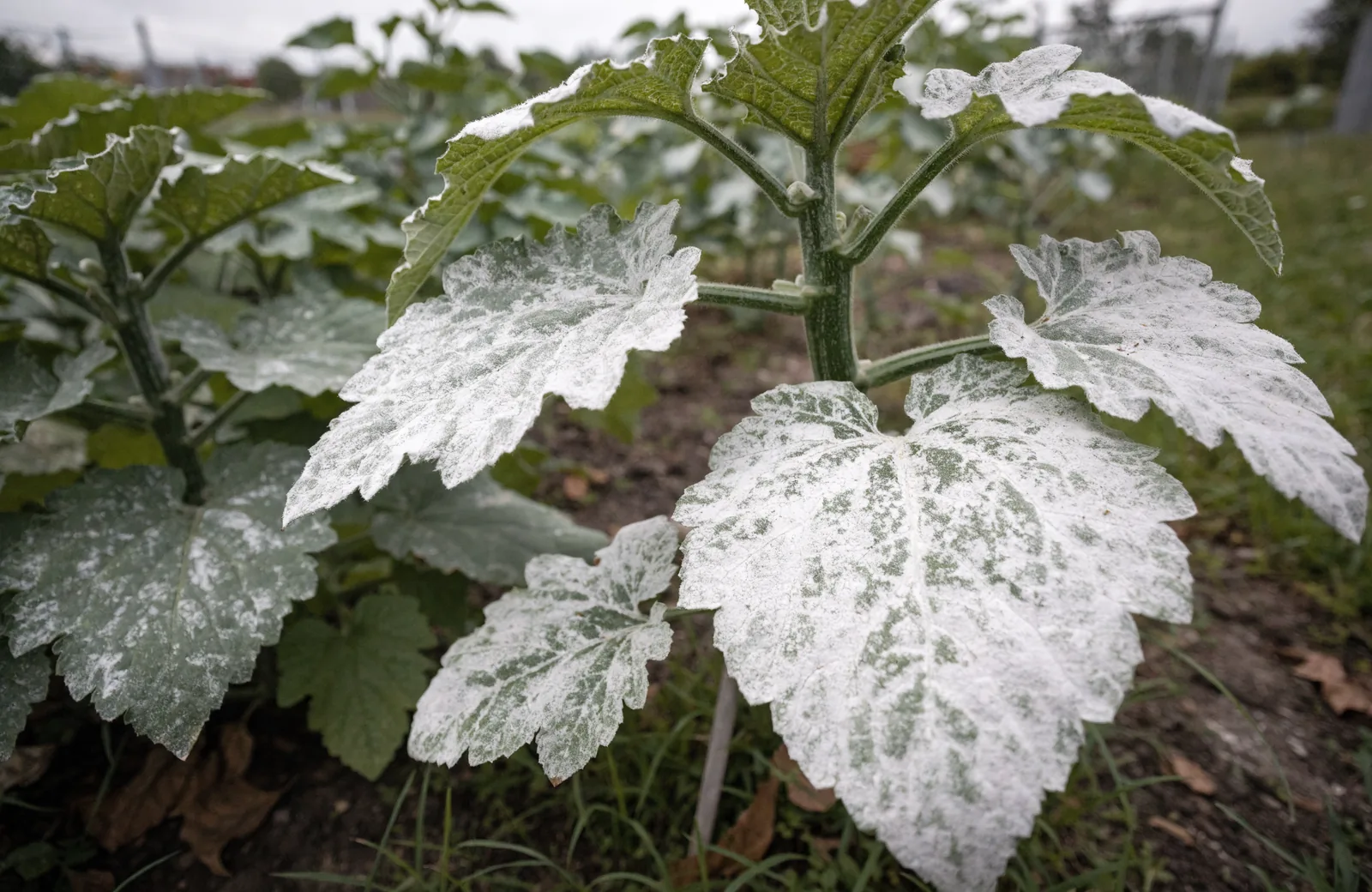 White powdery mildew coating on green plant leaves