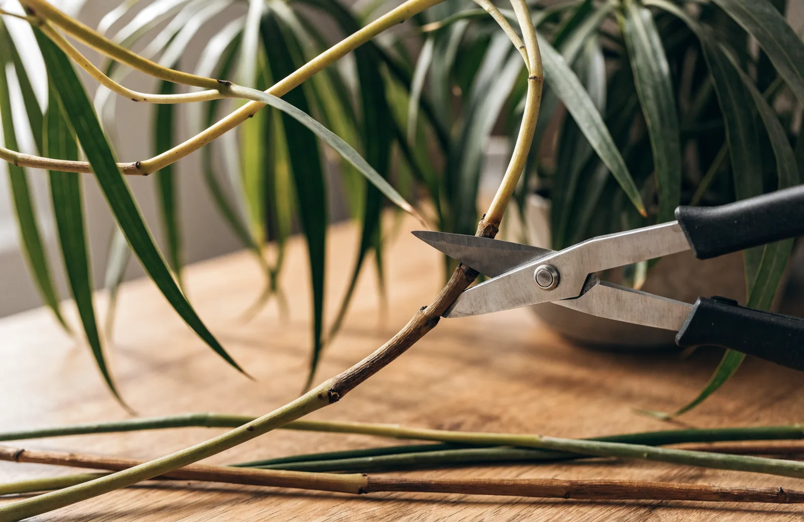Pruning snips cutting a leggy houseplant stem above a leaf node