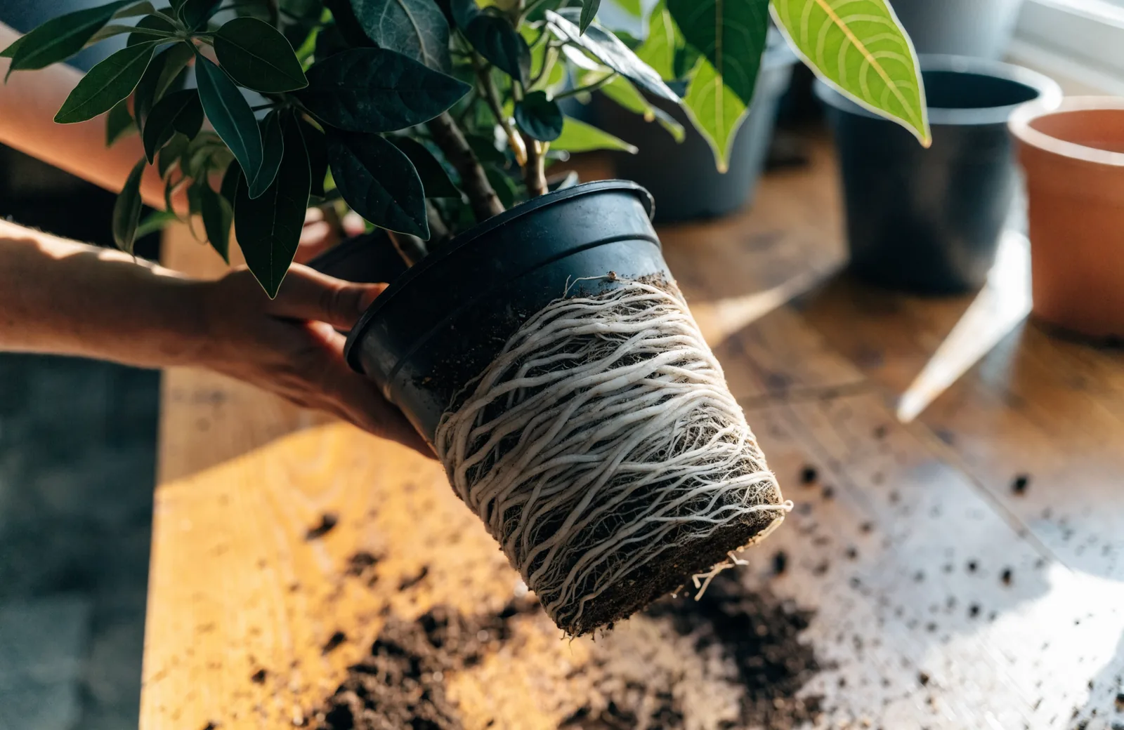Houseplant lifted from its nursery pot showing a dense root ball with roots circling the pot's shape