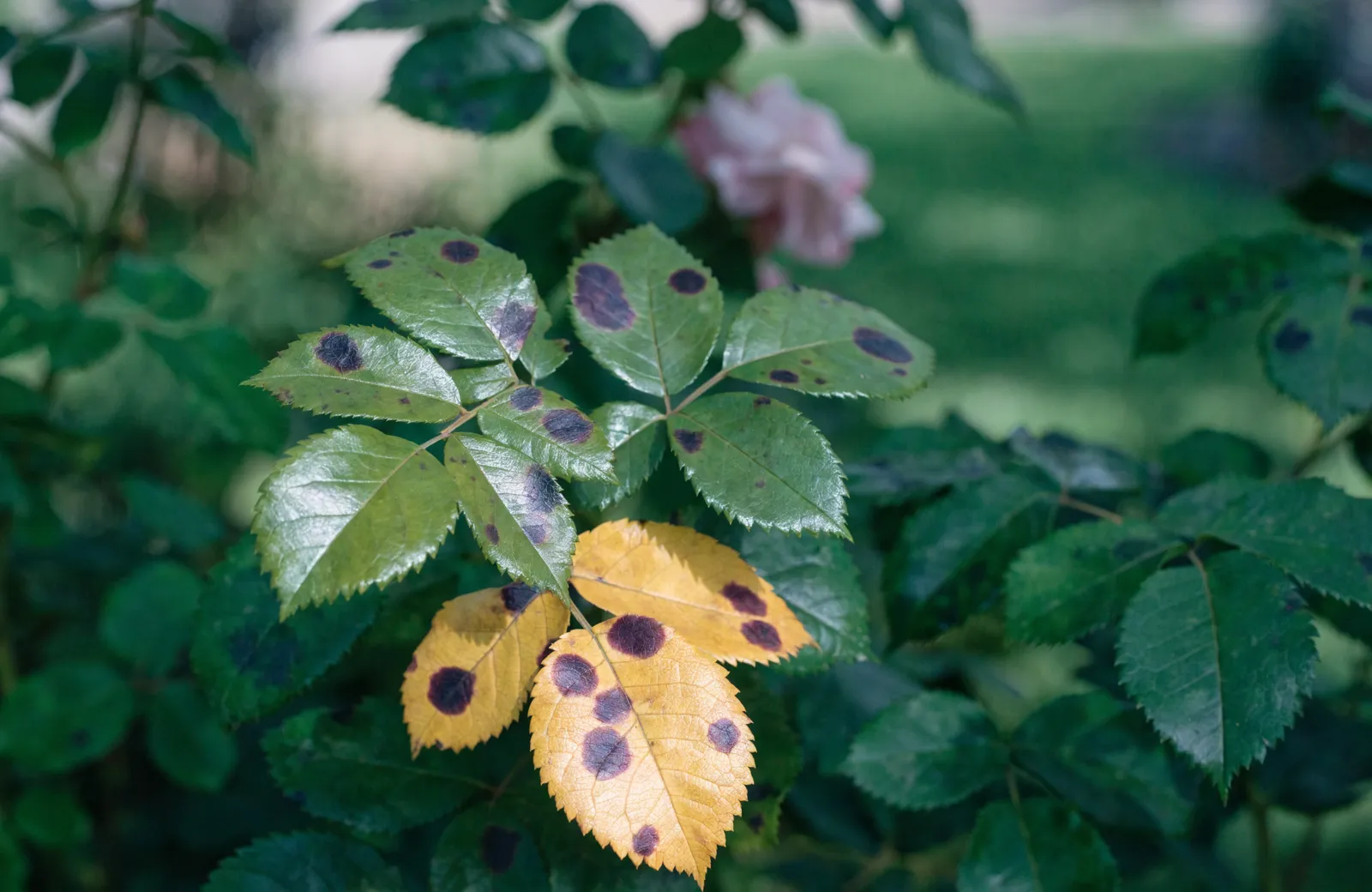 Rose leaves marked with dark, fringe-edged black spot lesions and yellowing tissue, with a pink rose bloom softly out of focus behind