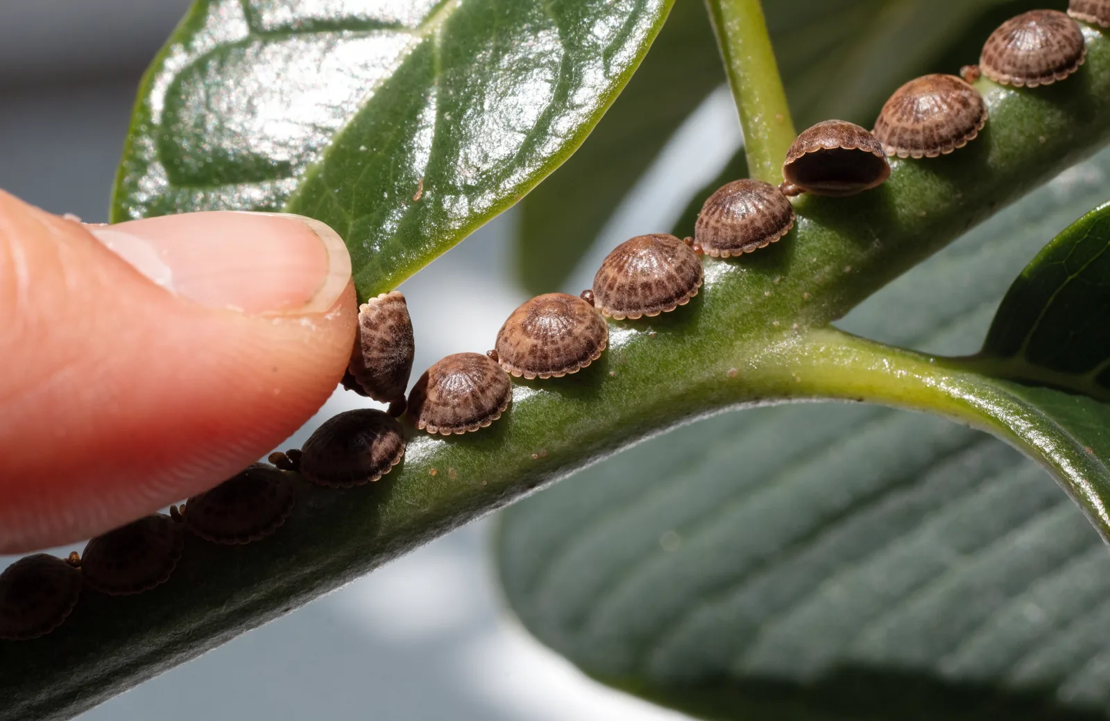 Brown scale insects on a green houseplant leaf and stem