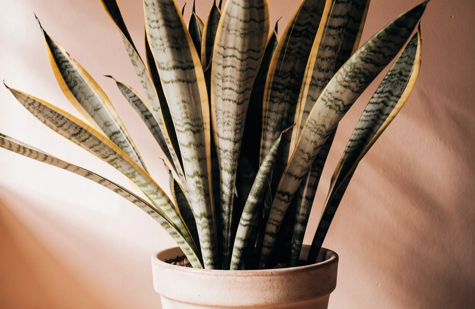 Tall snake plant with upright banded leaves in a ceramic pot
