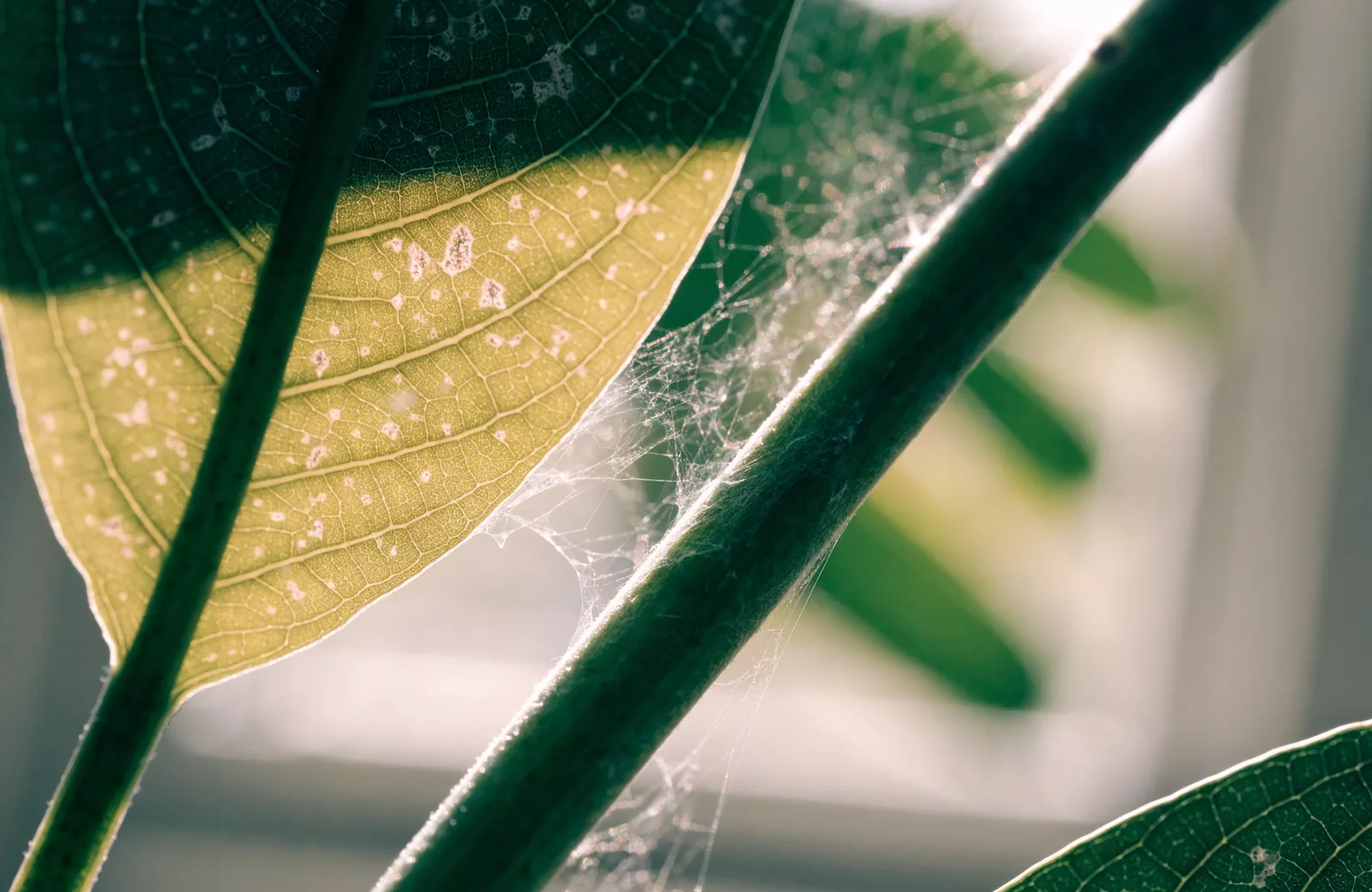 Fine spider mite webbing between stem and leaf with pale speckled damage