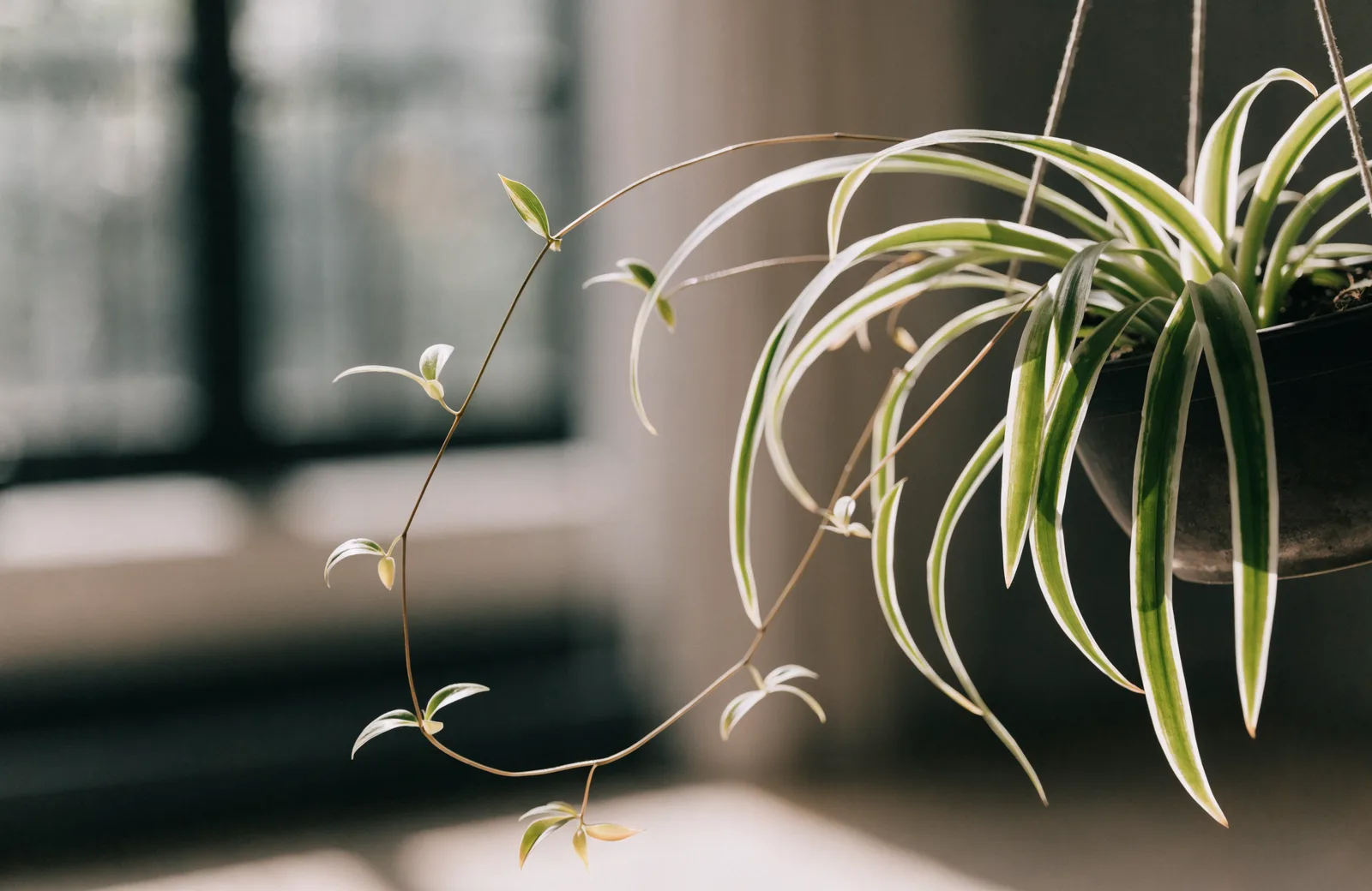 Spider plant with striped arching leaves and dangling plantlets in a hanging pot