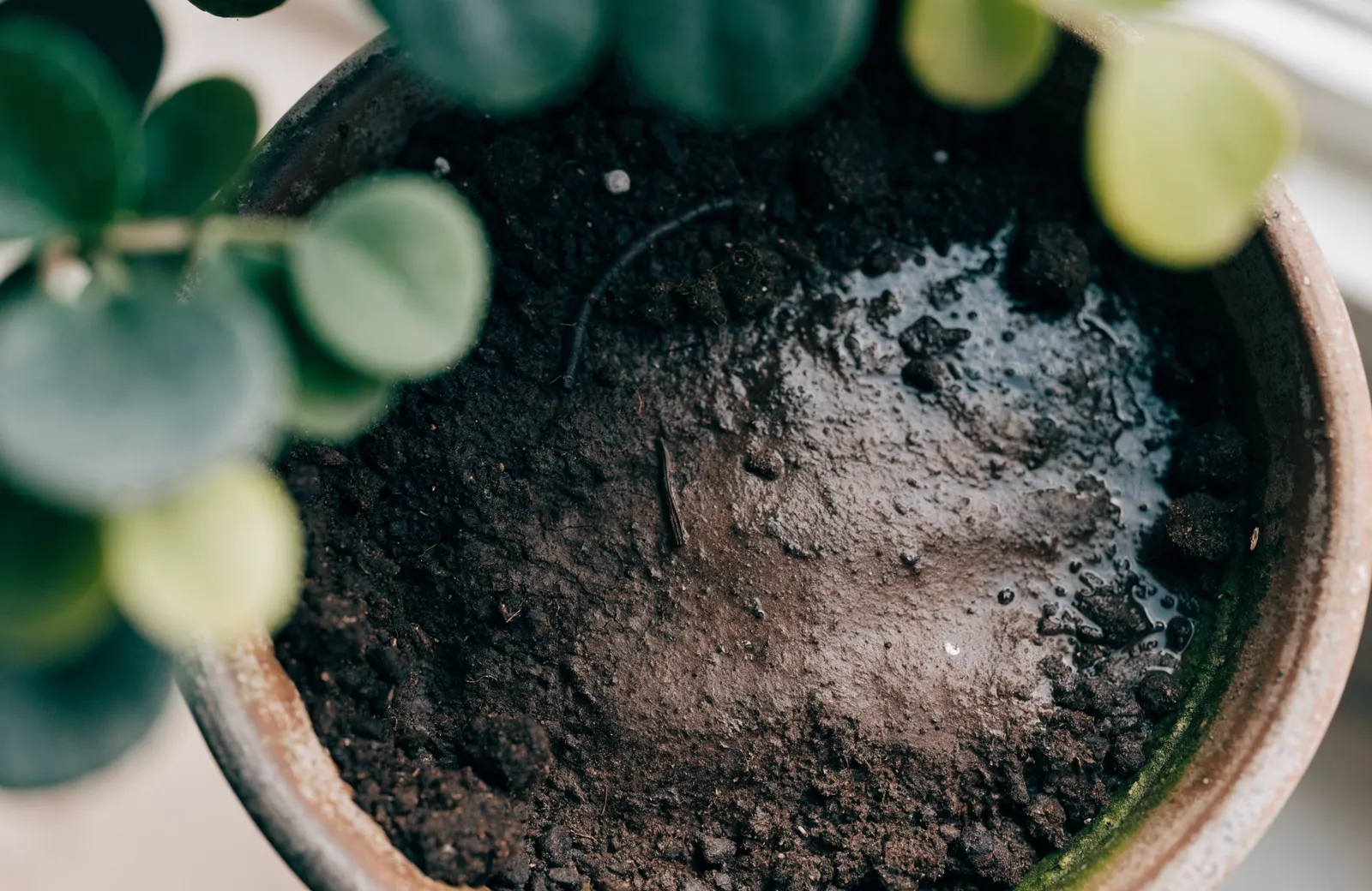 Moist dark potting soil surface in a terracotta pot with tiny pale specks, photographed in soft window light with blurred green foliage behind